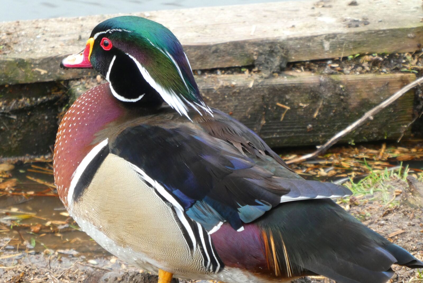 Panasonic Lumix DC-ZS70 (Lumix DC-TZ90) sample photo. Mandarin duck, asian bird photography