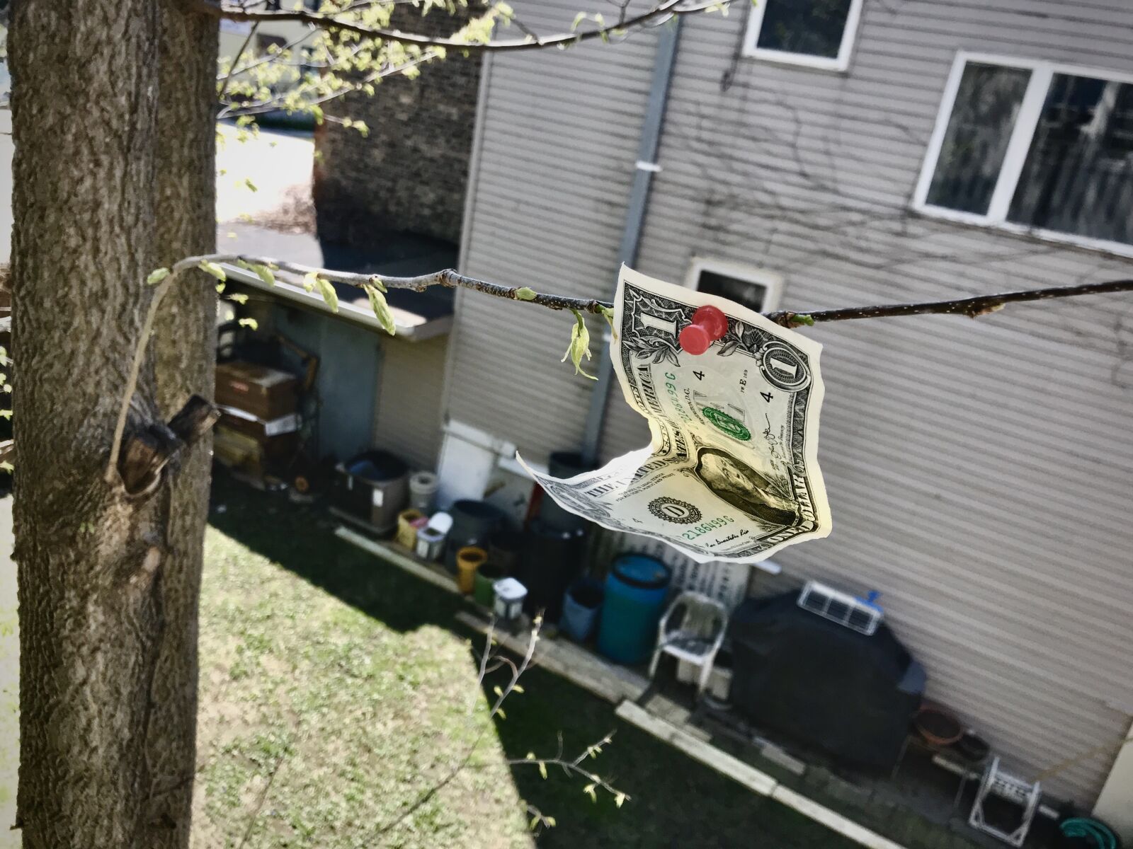 iPhone 7 back camera 3.99mm f/1.8 sample photo. Money, tree, currency photography