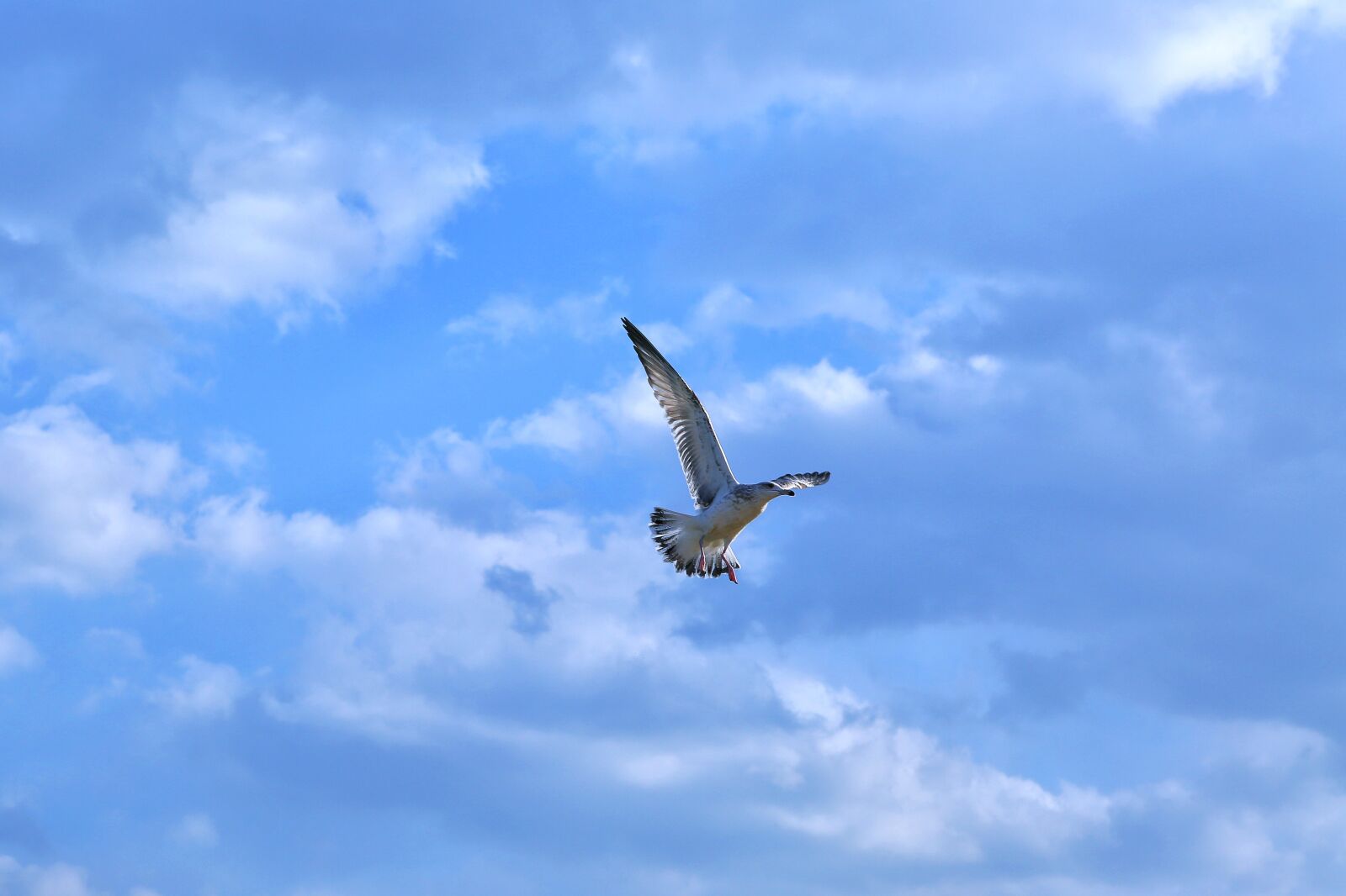 Canon EOS 5D Mark III sample photo. Seagull, new, wing photography