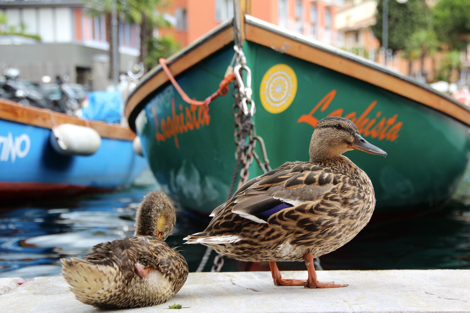 Canon EOS 600D (Rebel EOS T3i / EOS Kiss X5) sample photo. Duck, rowing boat, water photography