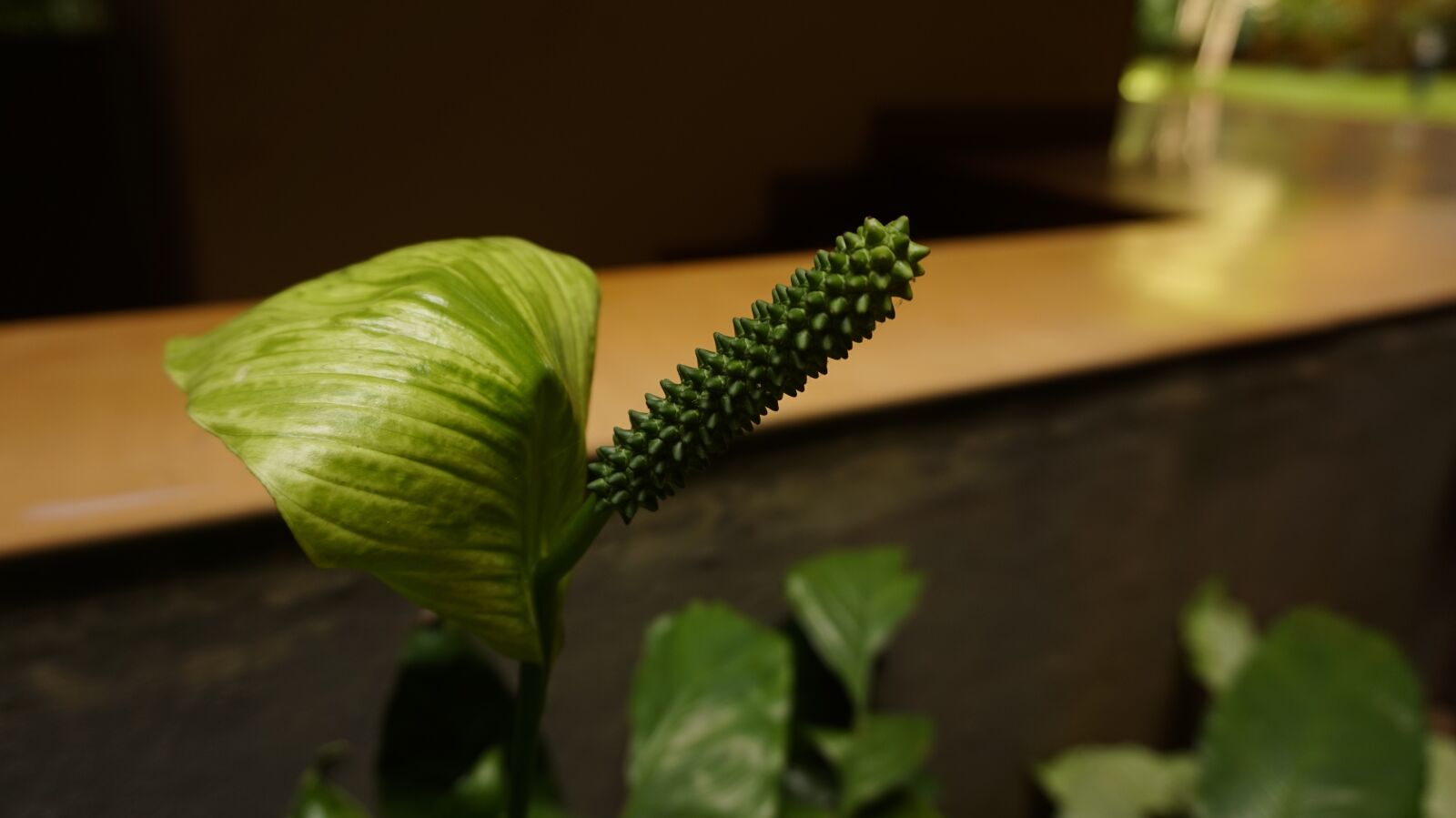 Sony Alpha a5000 (ILCE 5000) sample photo. Plant, leaf, design photography
