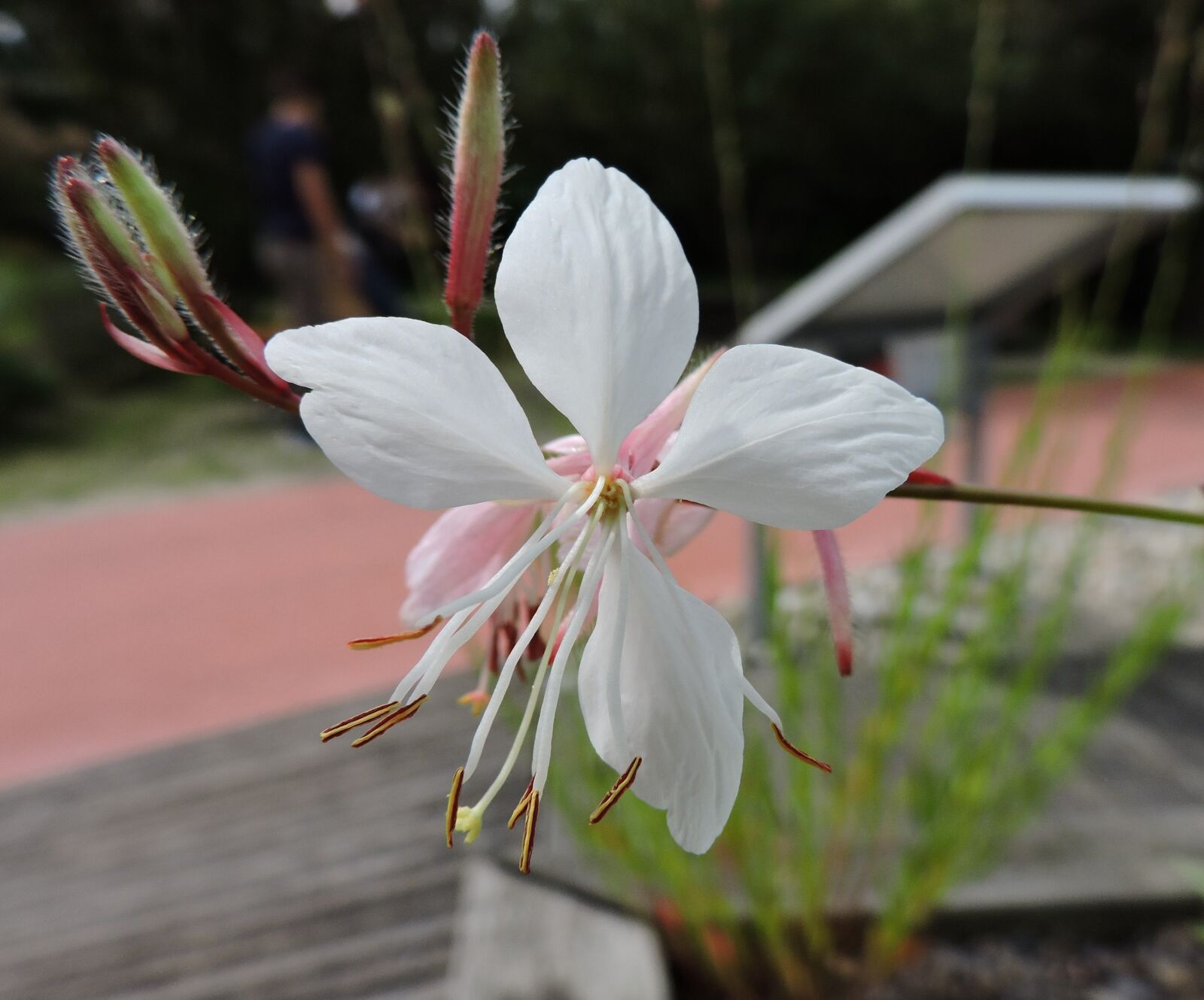 Nikon Coolpix P530 sample photo. White flower, garden tulln photography