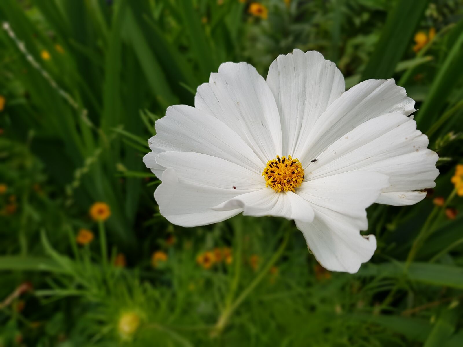 Samsung Galaxy S8+ sample photo. Summer, flower, pond plant photography