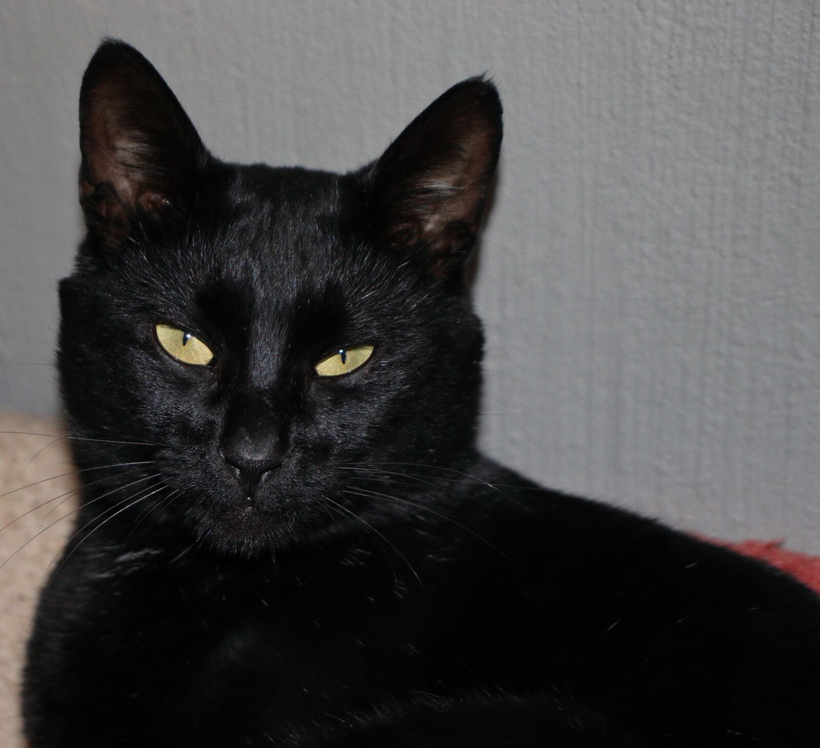 Canon EF-S 18-55mm F4-5.6 IS STM sample photo. Cat, animal, pet photography