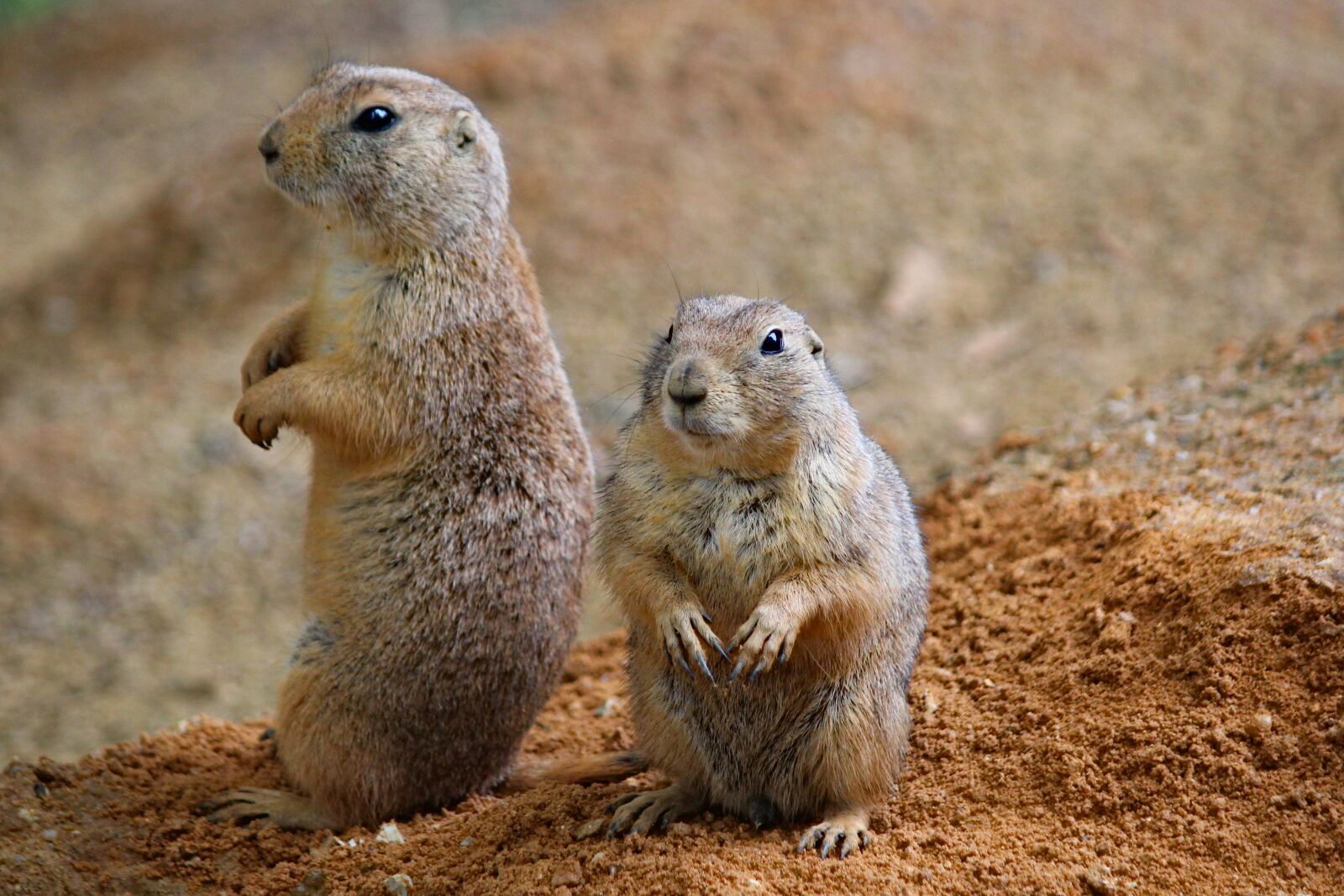 Canon EOS 550D (EOS Rebel T2i / EOS Kiss X4) sample photo. Prairie dogs, rodents, couple photography