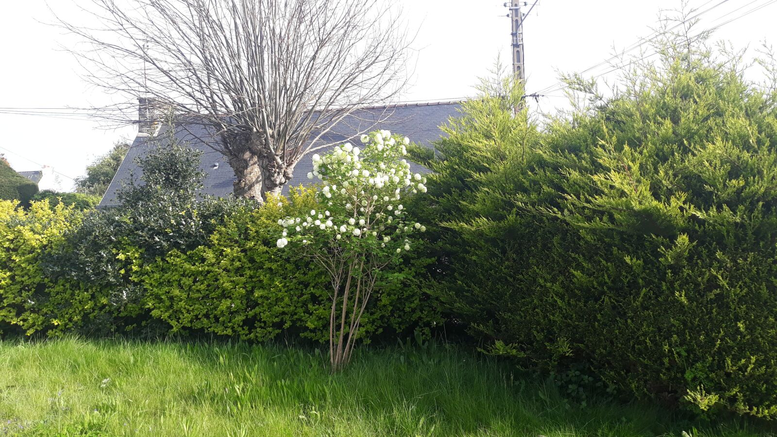 Samsung Galaxy J5 sample photo. White flowers, my garden photography