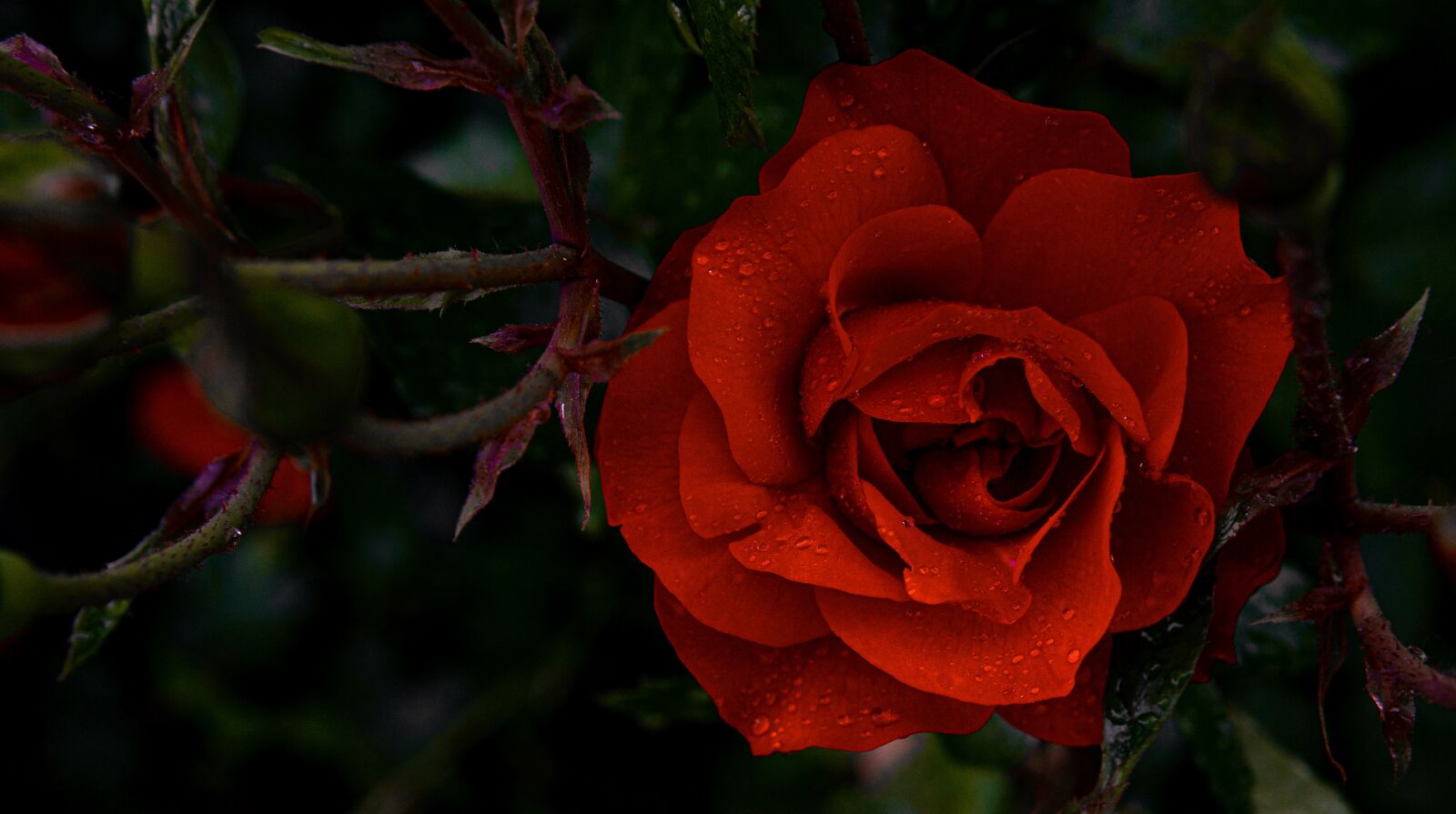 Sony a6300 + 30mm F1.4 DC DN | Contemporary 016 sample photo. Rose, red, roses photography