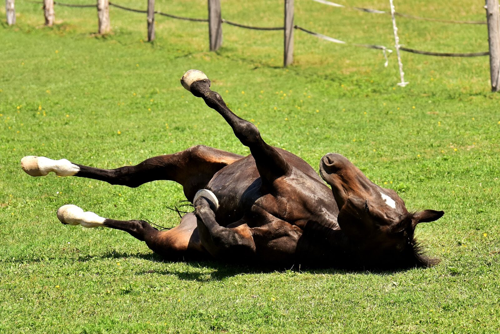 Nikon D7200 sample photo. Horse, coupling, left out photography