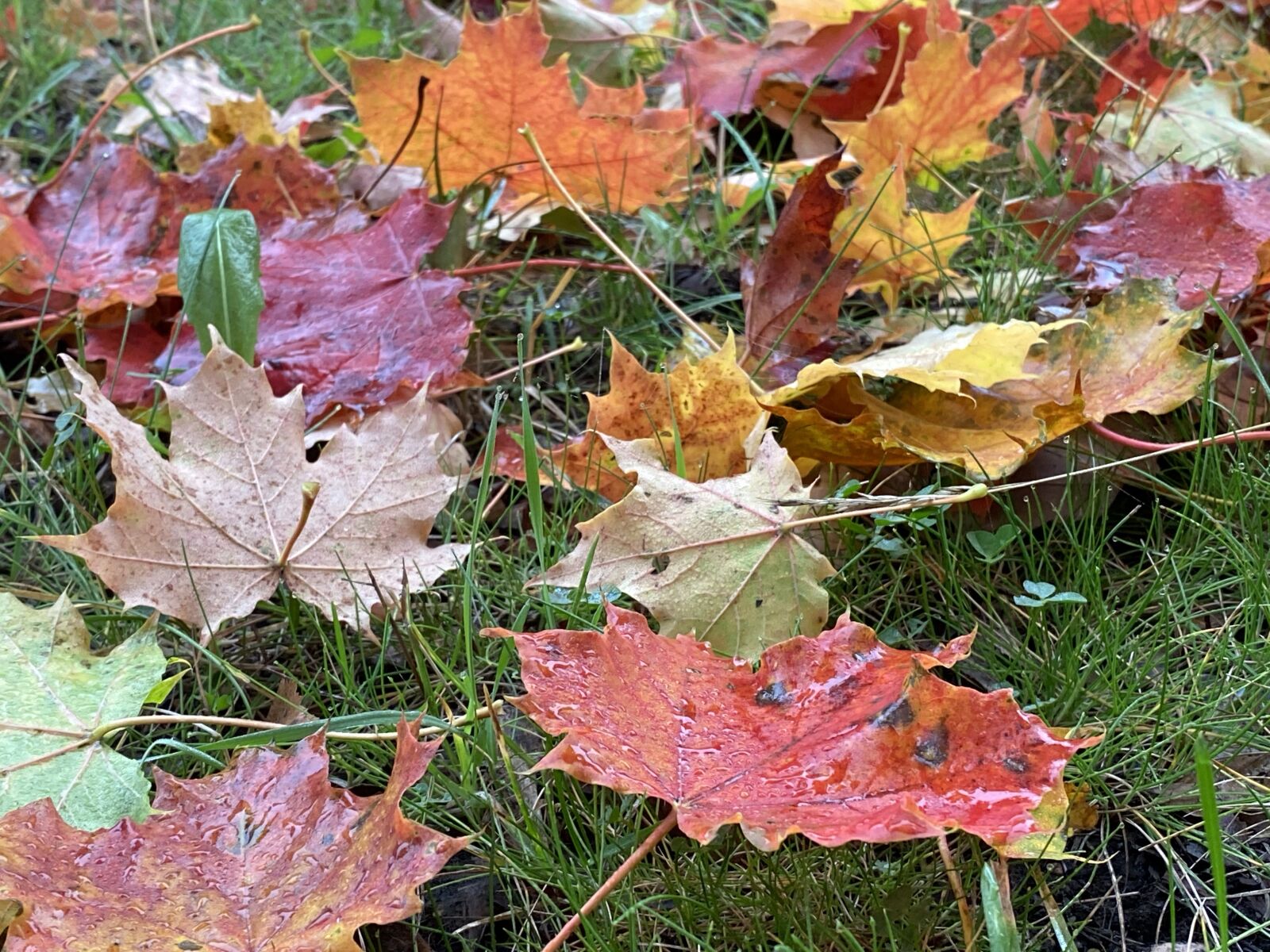 Apple iPhone 11 Pro sample photo. Autumn, leaf, autumn leaves photography