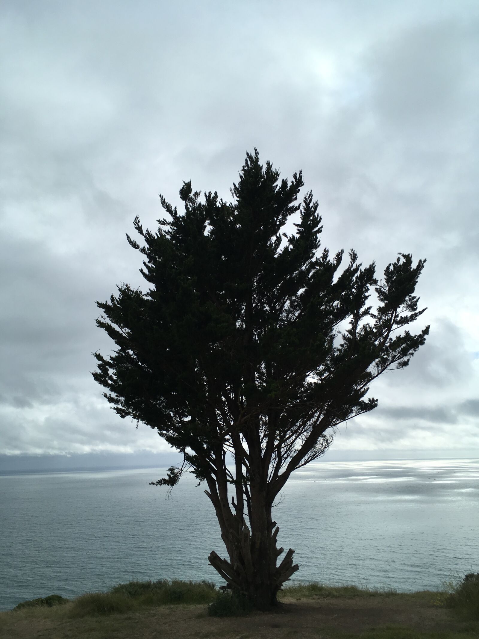 Apple iPhone SE sample photo. Tree, shurb, cloudy photography