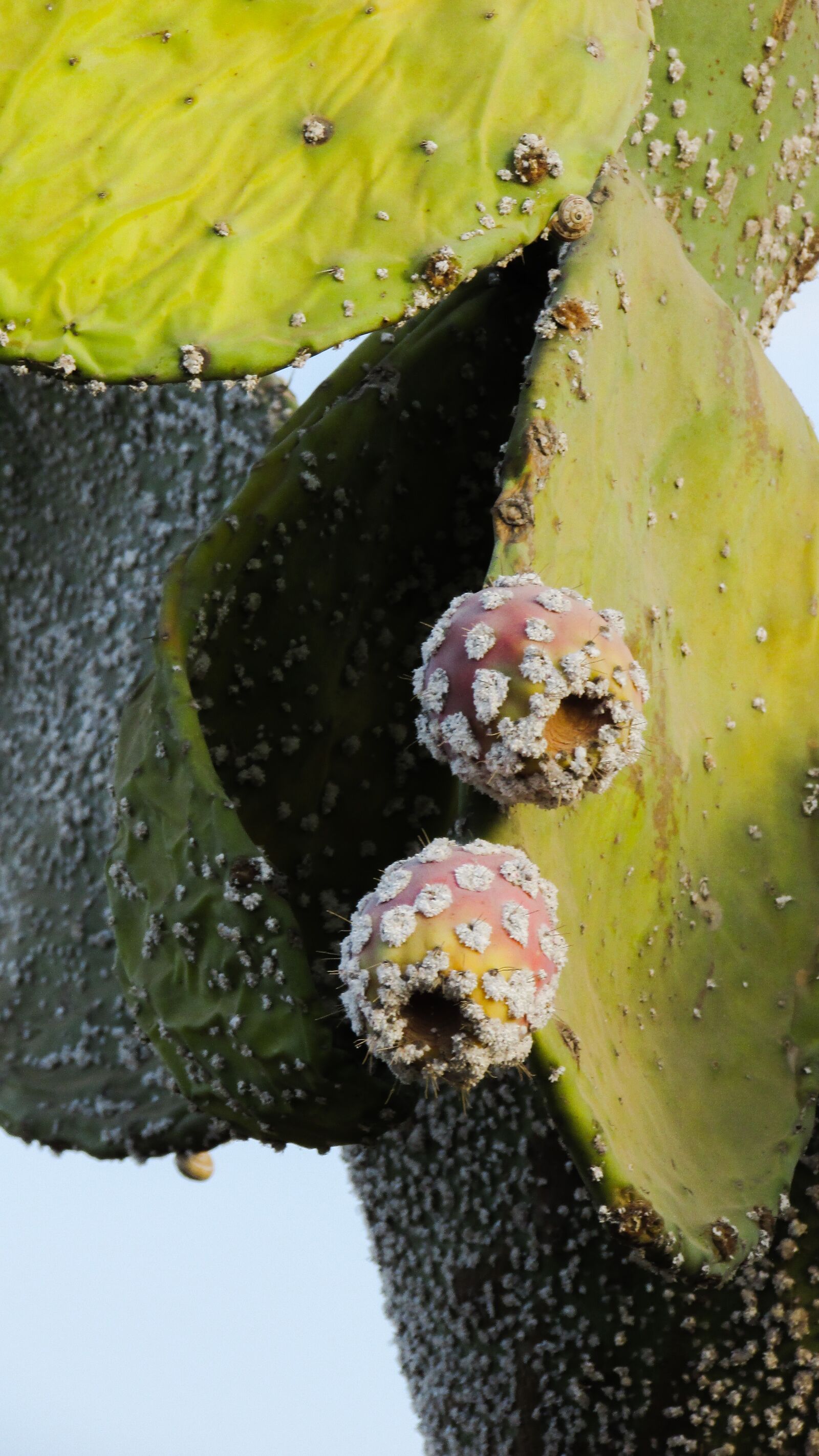 Canon PowerShot SX400 IS sample photo. Prickly pear, plant, cactus photography
