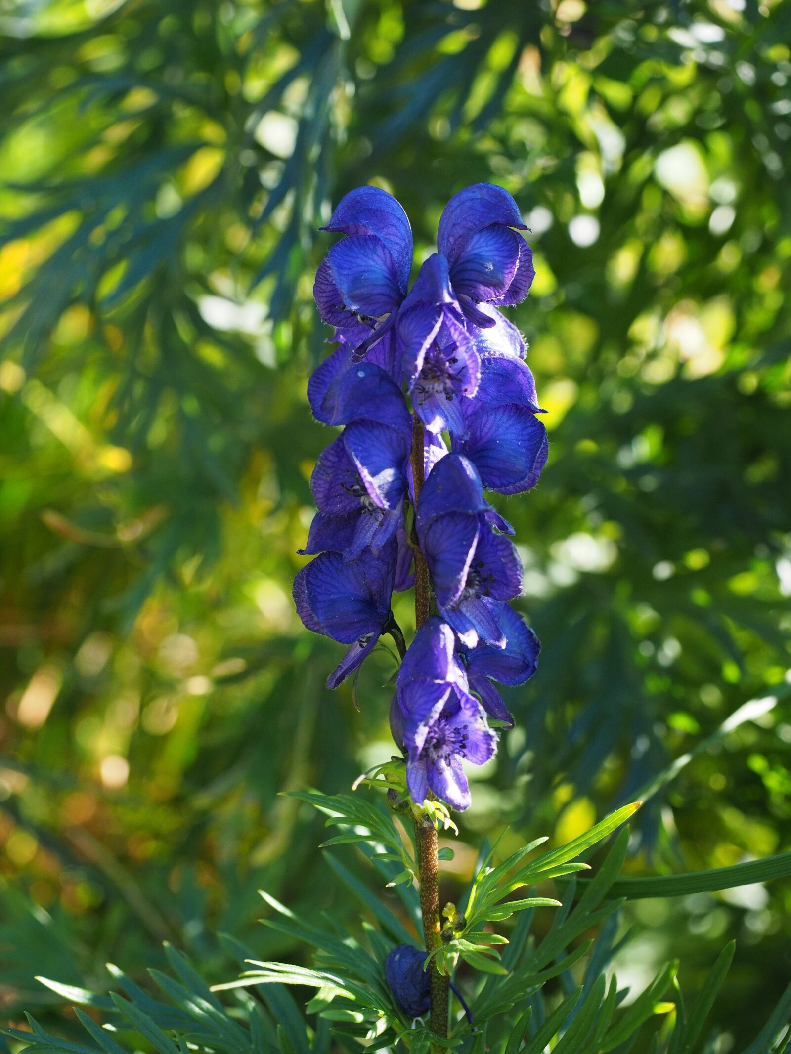 Olympus OM-D E-M1 + Olympus M.Zuiko Digital ED 12-40mm F2.8 Pro sample photo. Monkshood, flowers, blue photography