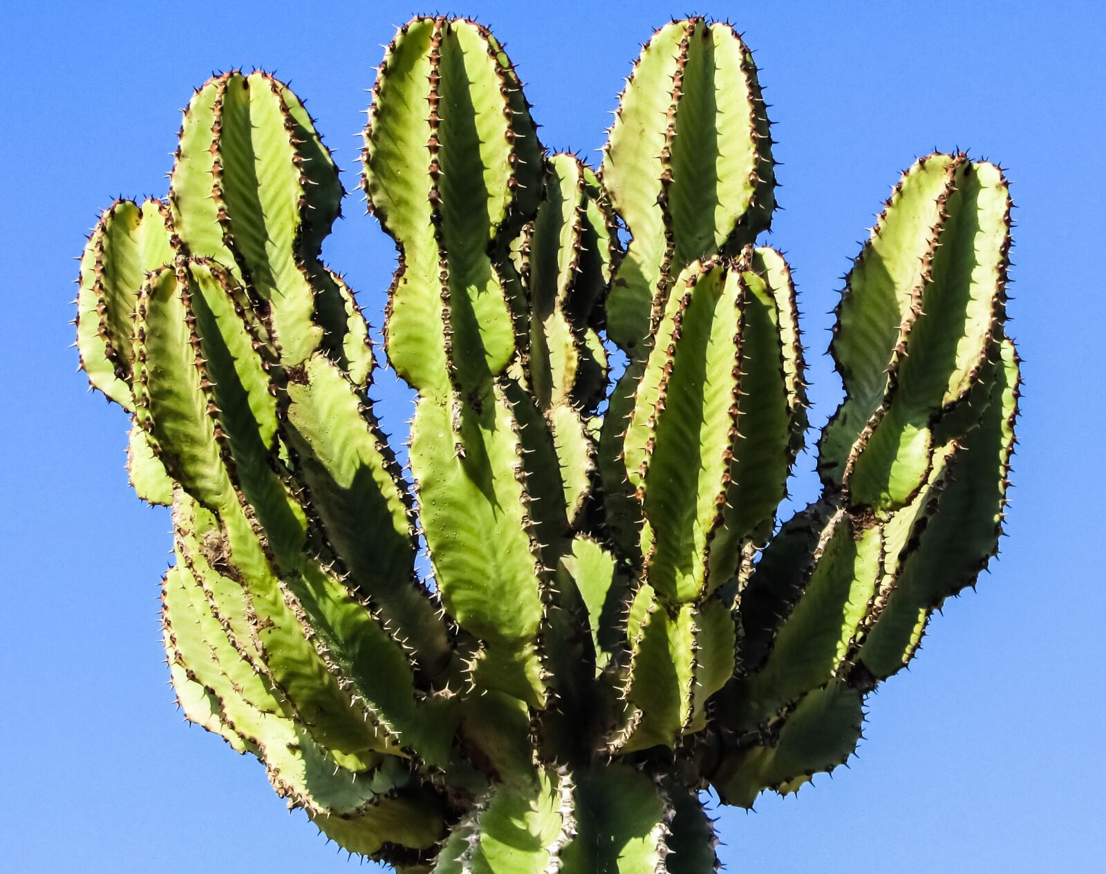 Canon PowerShot SX400 IS sample photo. Cyprus, ayia napa, cactus photography
