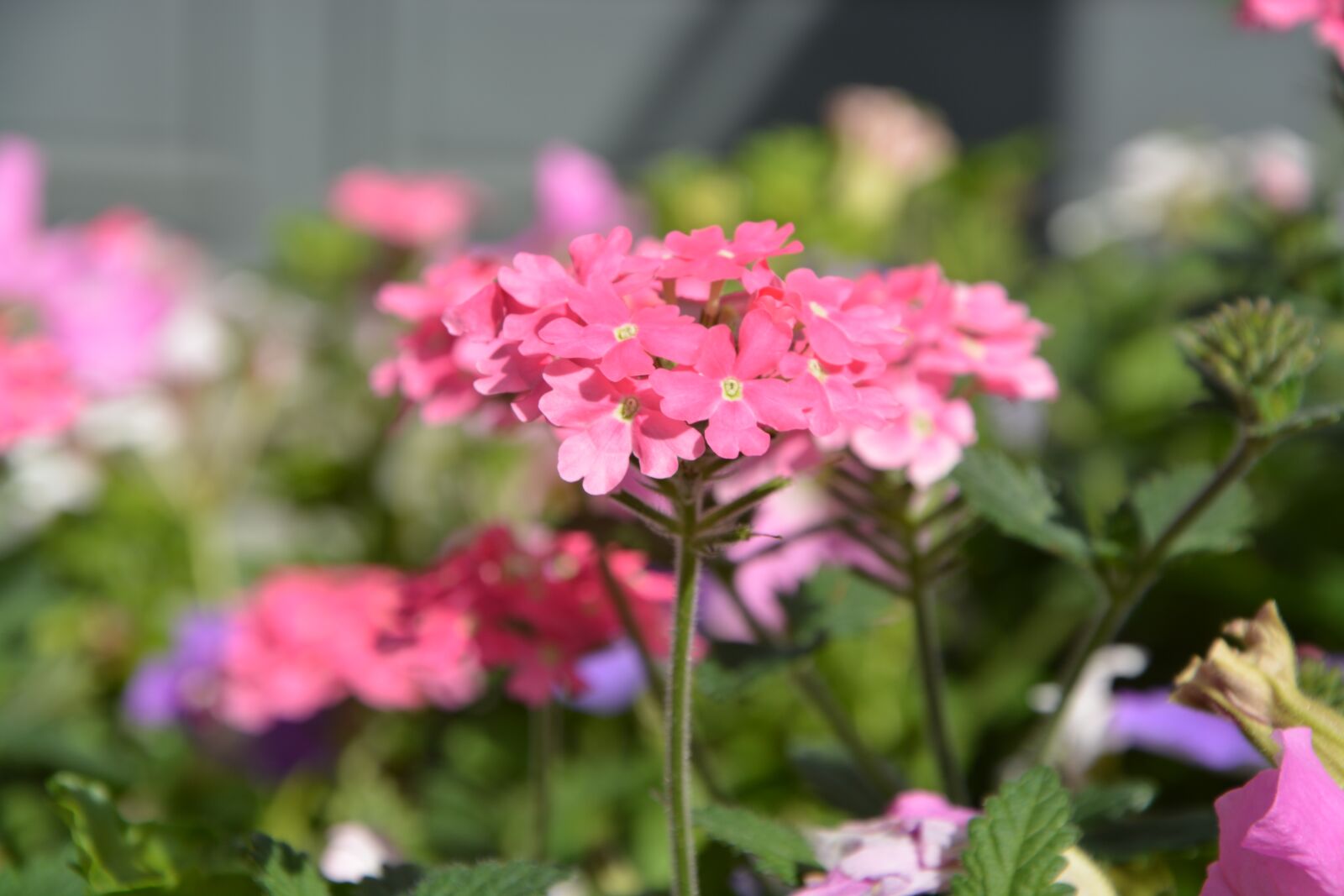 Nikon D5200 sample photo. Pink flowers, plants, nature photography