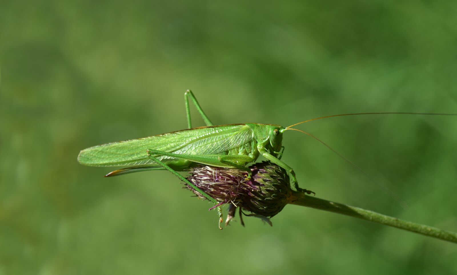 Nikon D750 sample photo. Grasshopper, insect, nature photography