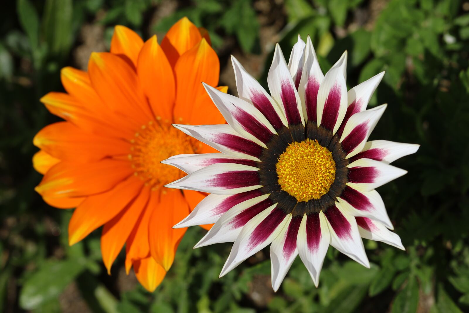 Canon EOS 7D Mark II sample photo. Let honiara, chrysanthemum decoration photography