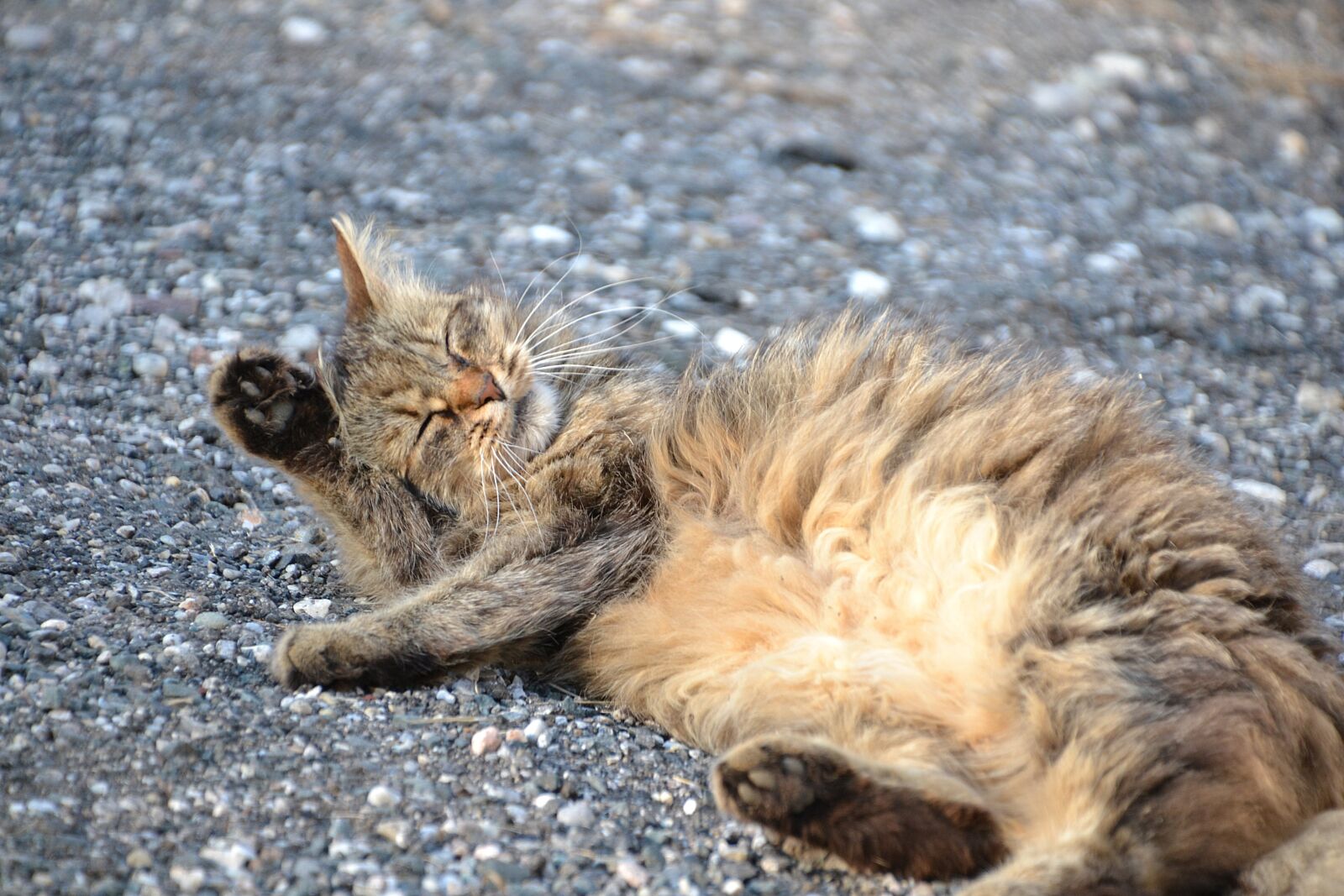 Nikon D3100 sample photo. Cat, mackerel, cat wash photography