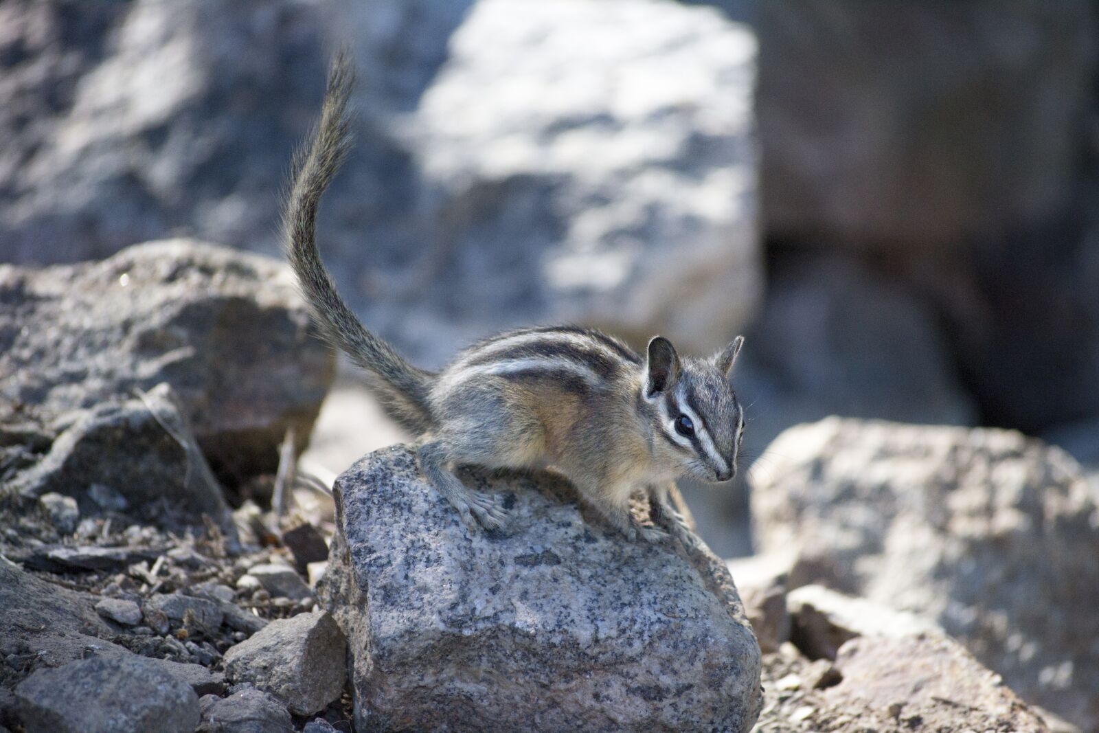 Nikon D3100 sample photo. Chipmunk, cute, environment photography