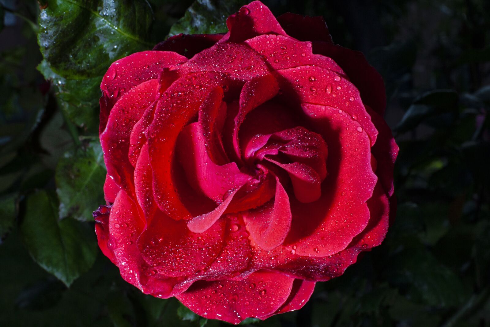 Canon EOS 5D Mark II sample photo. Rosa, flower, flowers photography