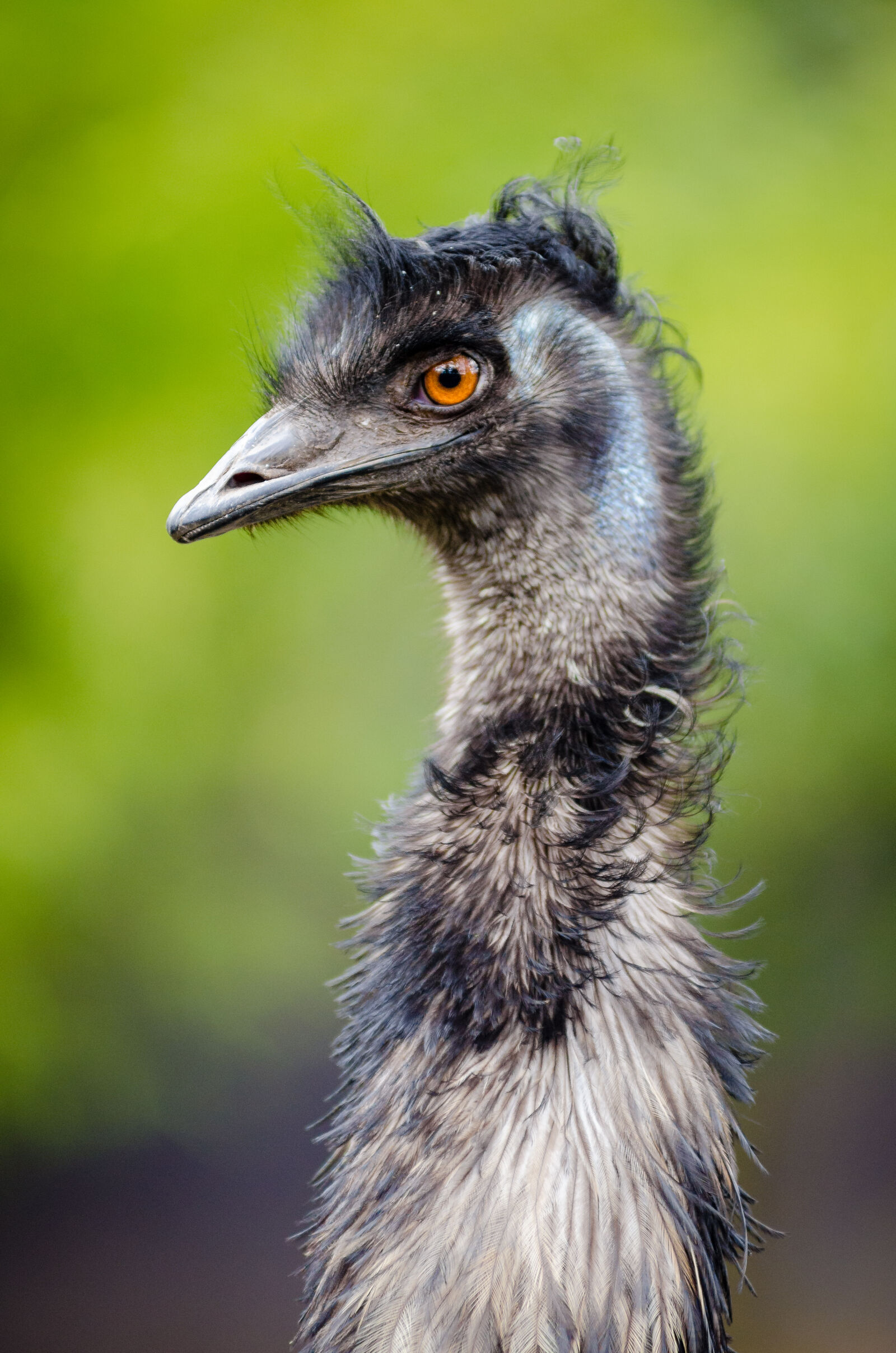AF Zoom-Nikkor 80-200mm f/2.8 ED sample photo