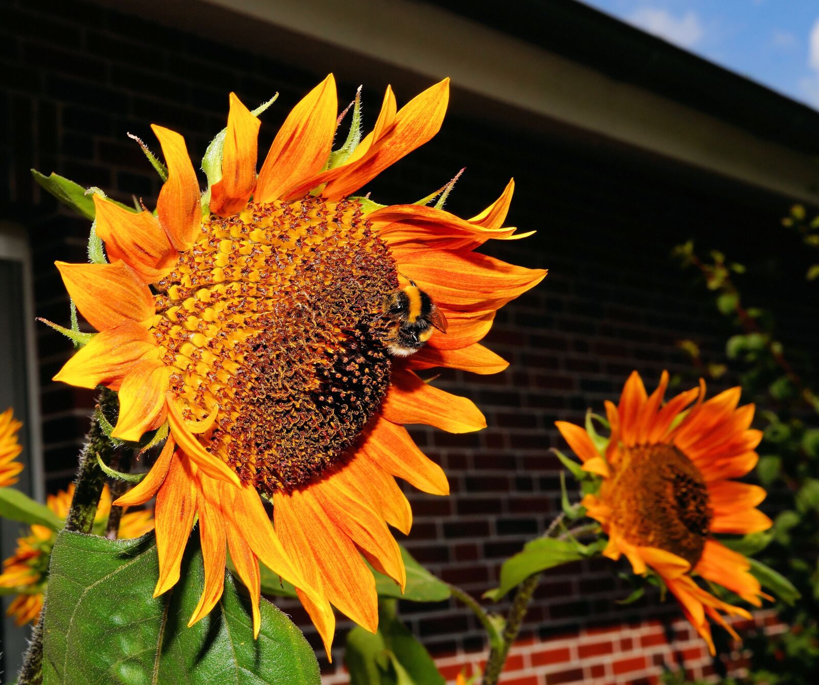 Sony SLT-A58 + Sony DT 30mm F2.8 Macro SAM sample photo. Sunflower, blossom, bloom photography