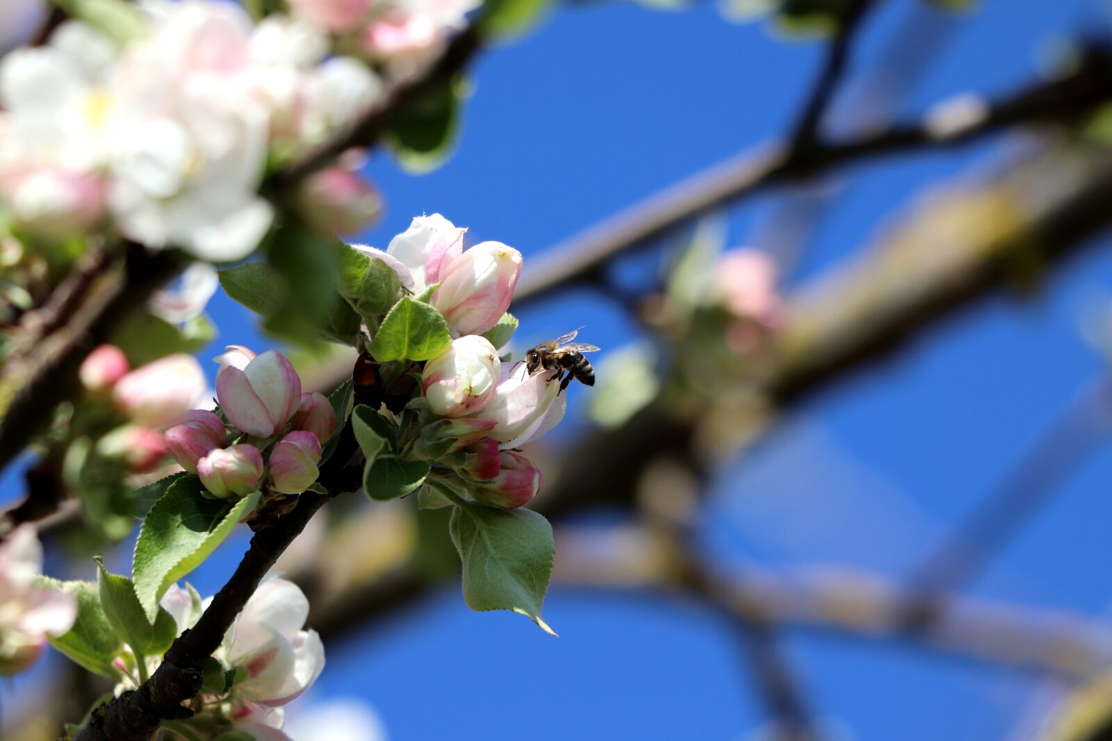 Canon EOS 77D (EOS 9000D / EOS 770D) sample photo. Blossom, bee, insect photography