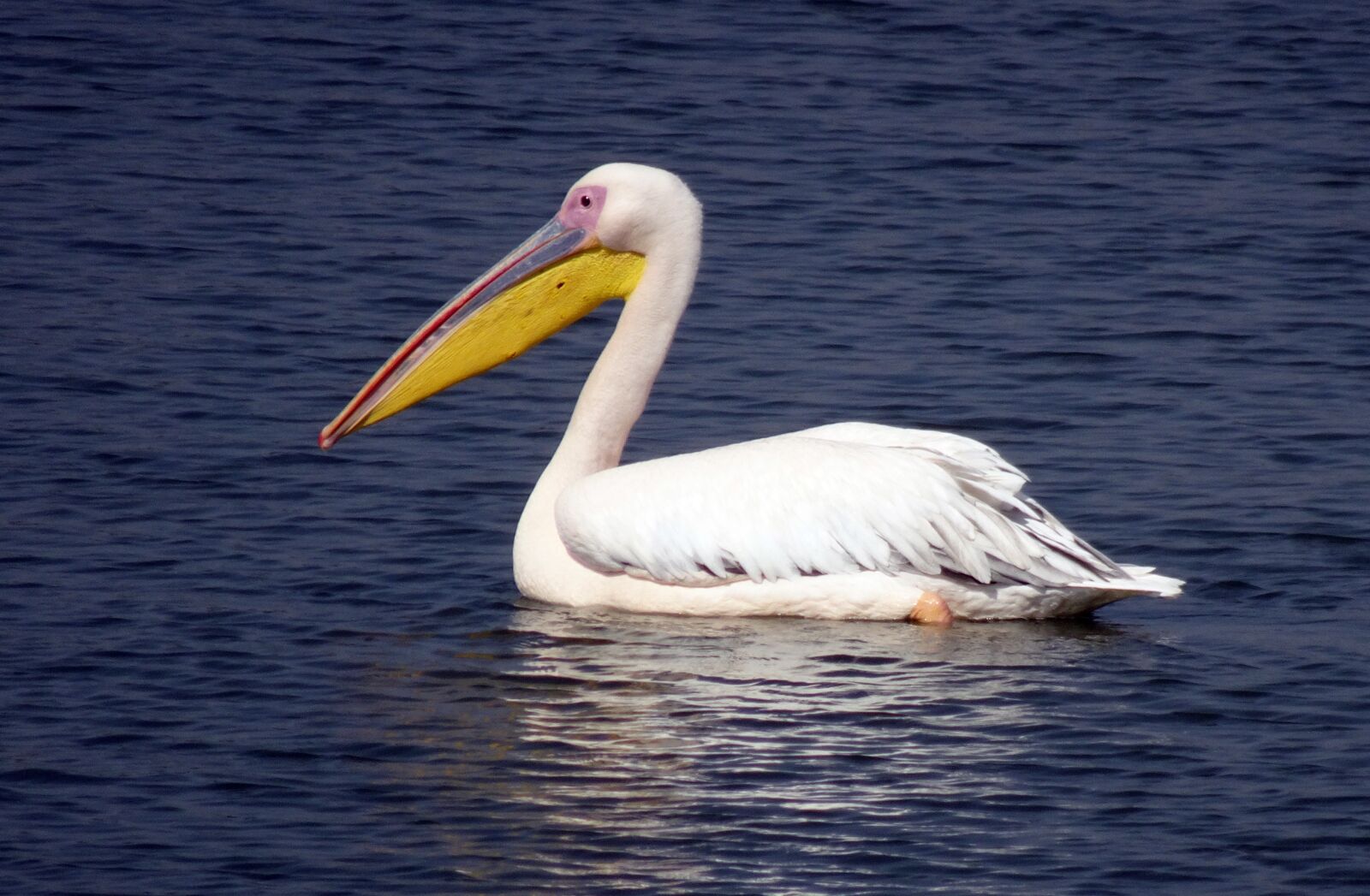 Sony Cyber-shot DSC-HX90V sample photo. Bird, great white pelican photography