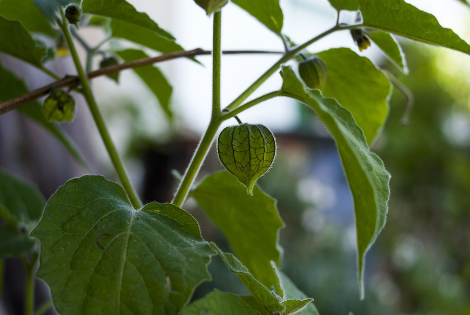 Nikon D60 sample photo. Leaf, plant, nature photography