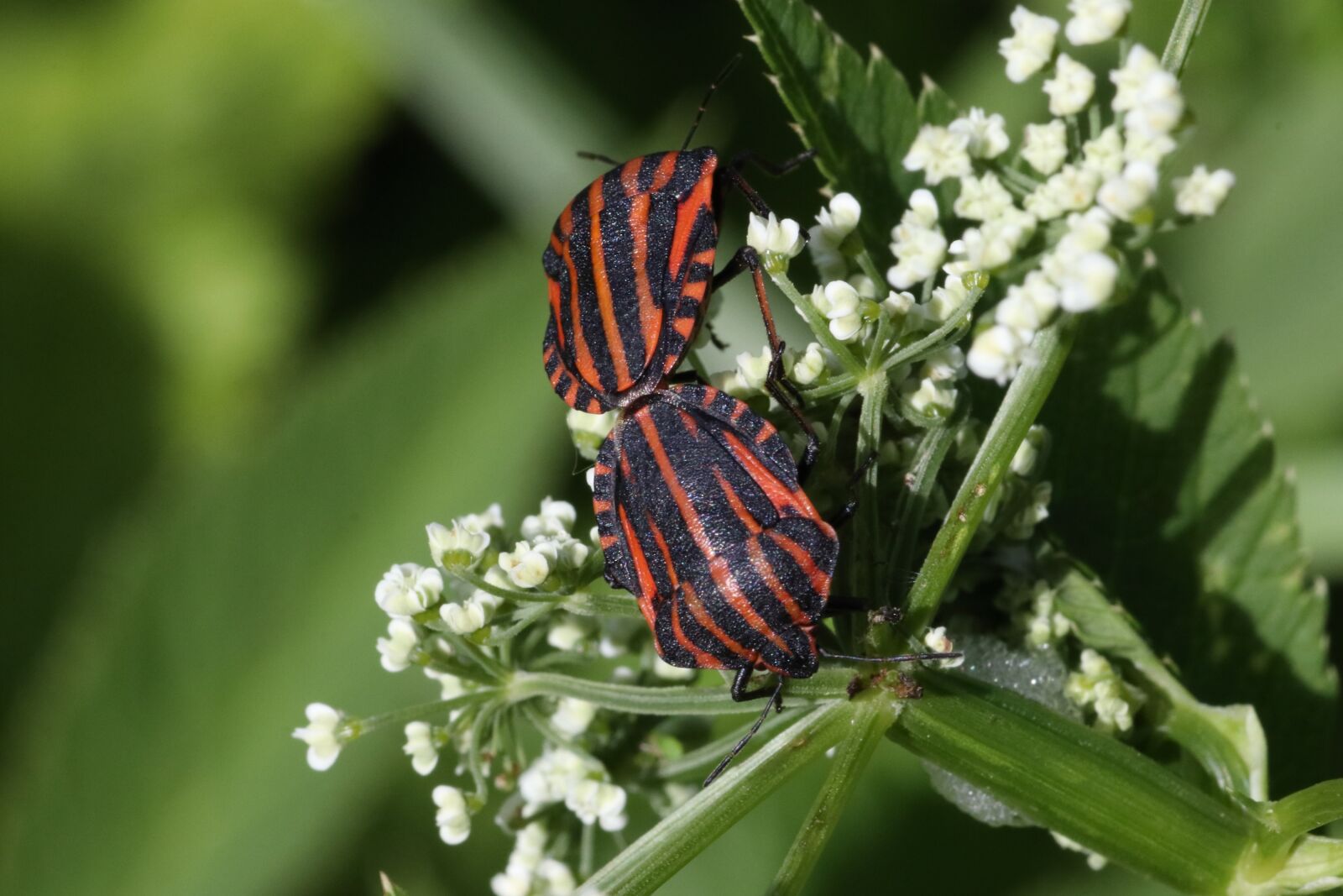 Tamron SP 90mm F2.8 Di VC USD 1:1 Macro sample photo. Bug, reproduction, little photography