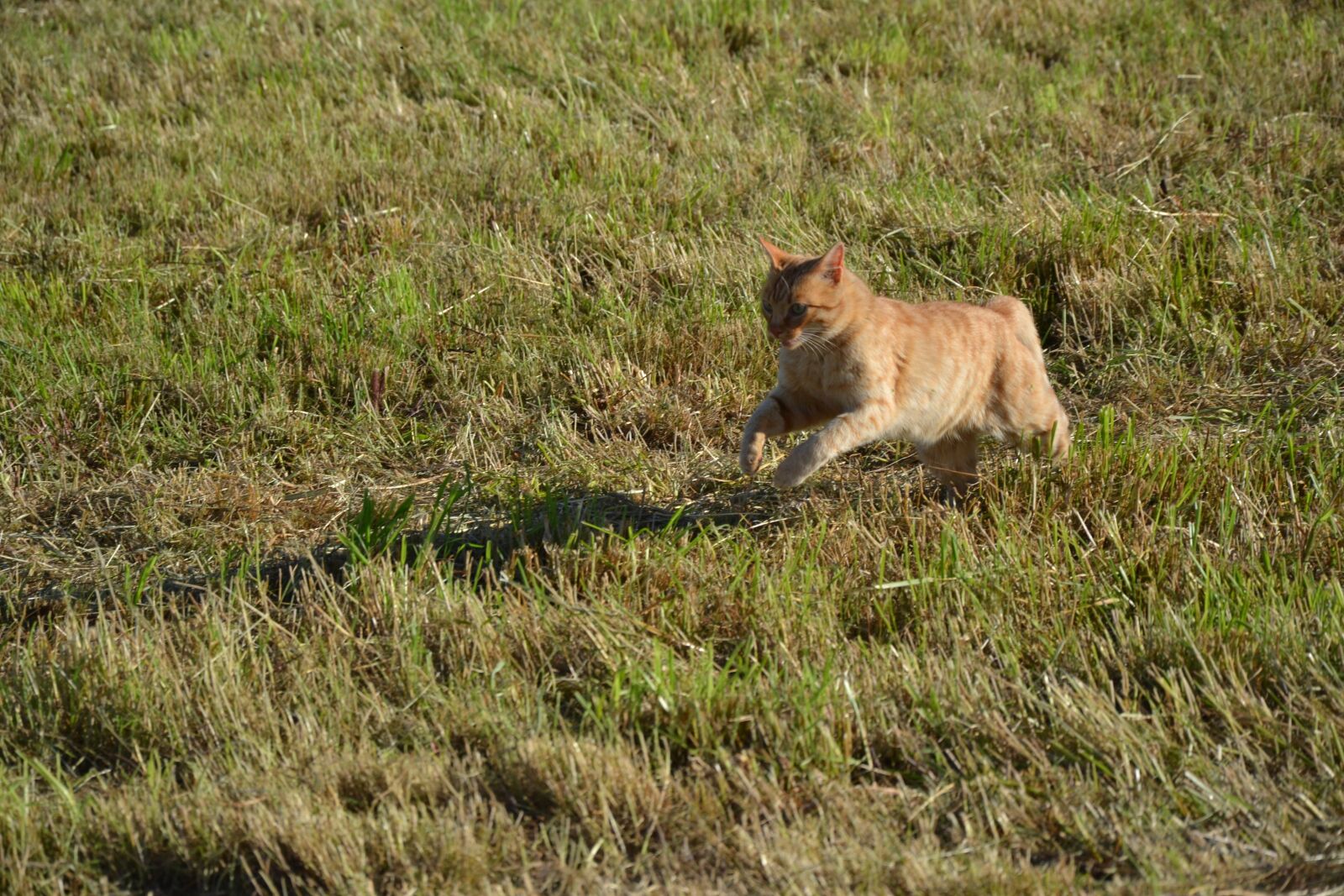 Nikon D3100 sample photo. Cat, hay, cute photography
