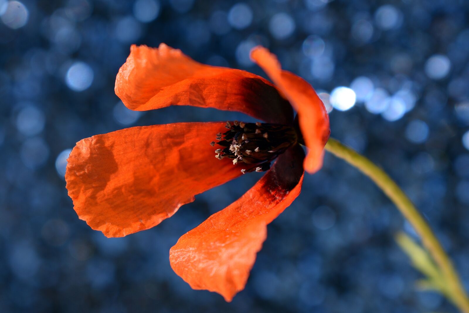 Nikon D3400 sample photo. Poppy, flower, field photography