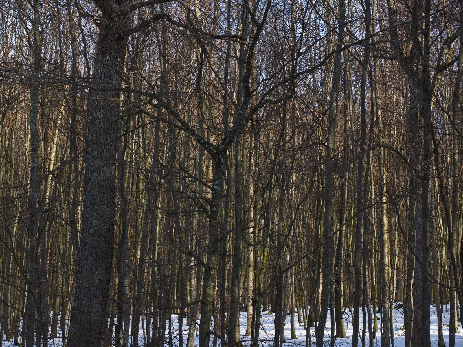 Olympus OM-D E-M1 + Olympus M.Zuiko Digital ED 12-40mm F2.8 Pro sample photo. Forest, trees, deciduous forest photography