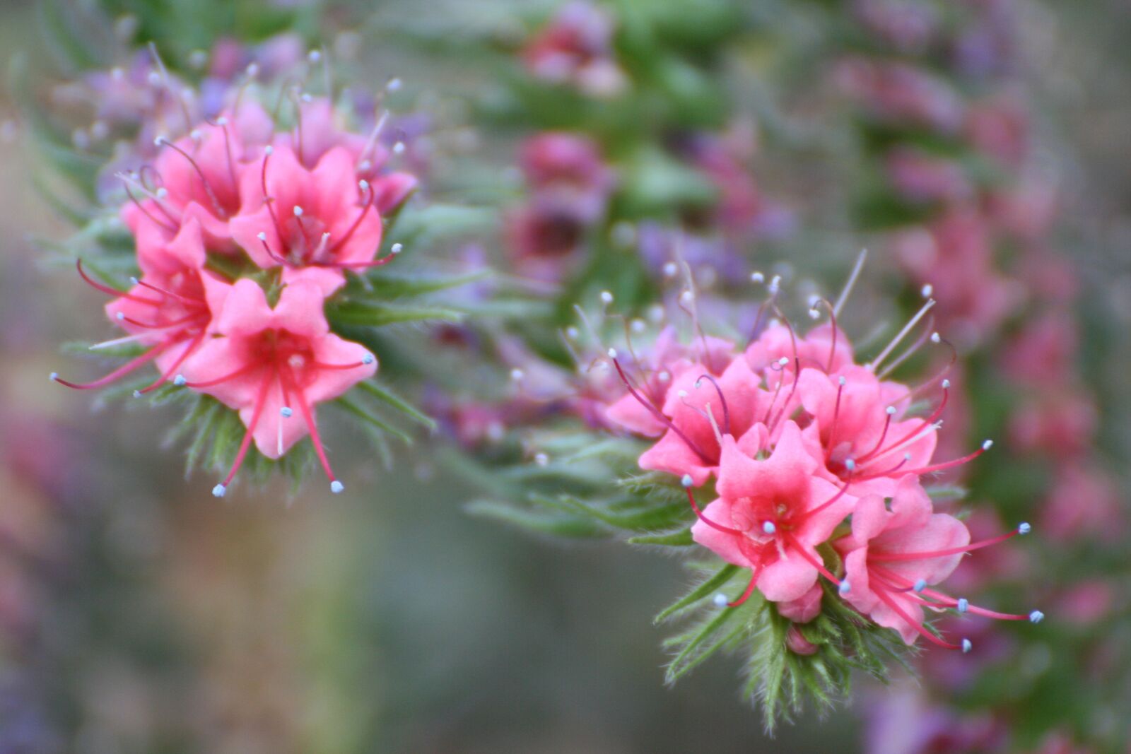 Canon EOS 350D (EOS Digital Rebel XT / EOS Kiss Digital N) sample photo. Flowers, pink, nature photography