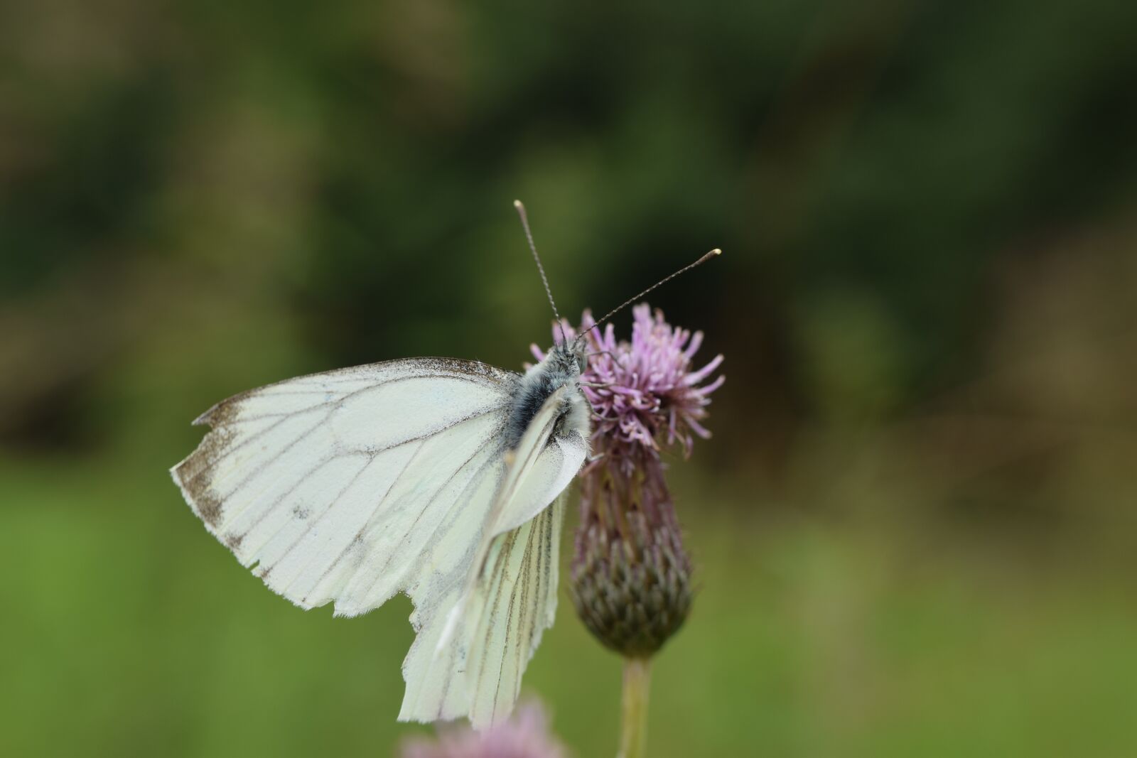 Nikon D5300 sample photo. Butterfly, white, insect photography