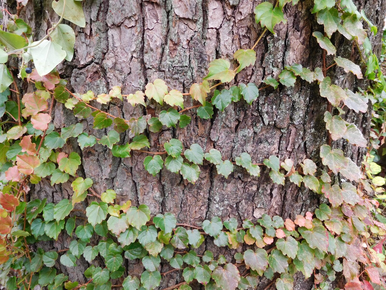 Nikon Coolpix S7000 sample photo. Nature, leaf, vine photography