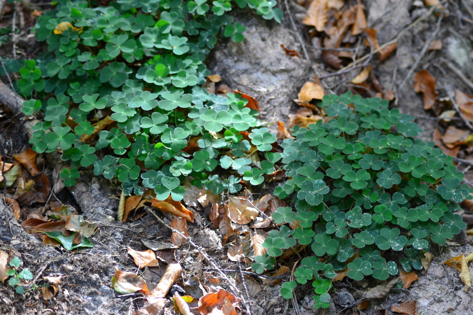 Nikon D3100 sample photo. Clover, forest, green, ground photography