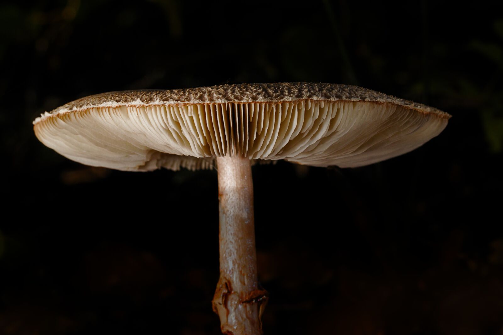Canon EOS M5 + Canon EF 100mm F2.8L Macro IS USM sample photo. Mushroom, forest, autumn photography