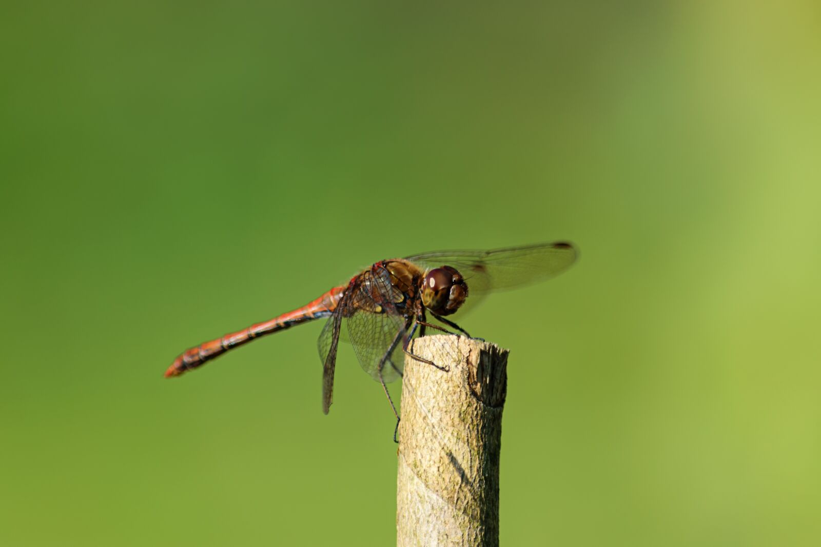 Nikon D5300 sample photo. Dragonfly, insect, branch photography