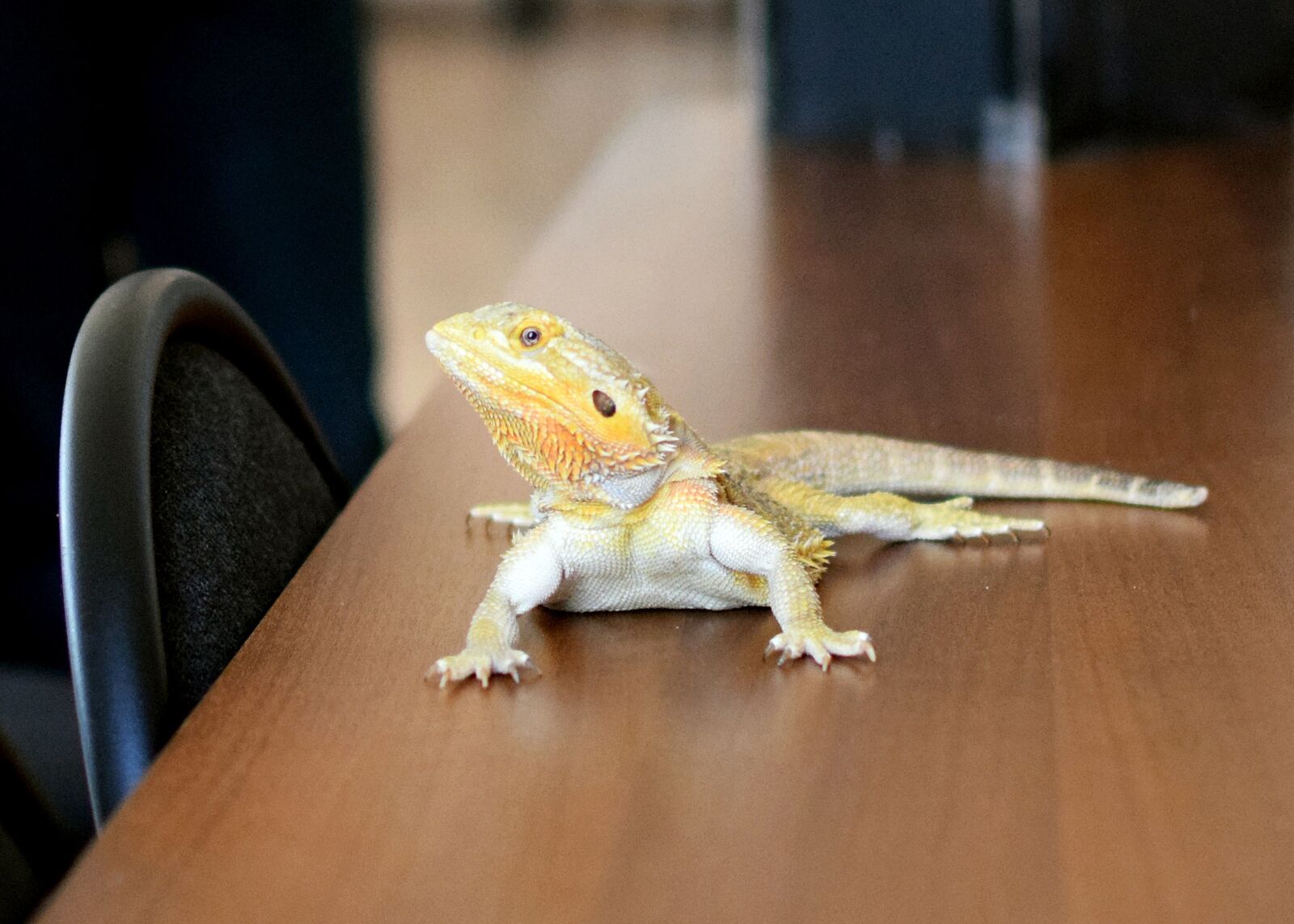 Nikon D5300 sample photo. Lizard, yellow, pets photography