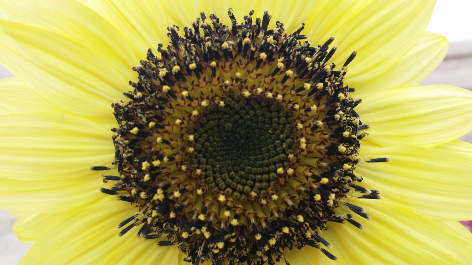 Samsung Galaxy S5 sample photo. Sun flower, sun, flower photography