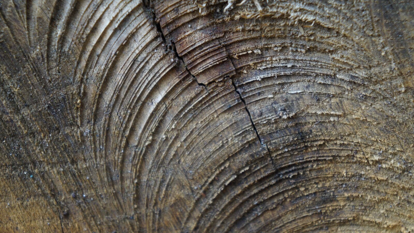 Sony Alpha a3000 sample photo. Wood, cross section, log photography