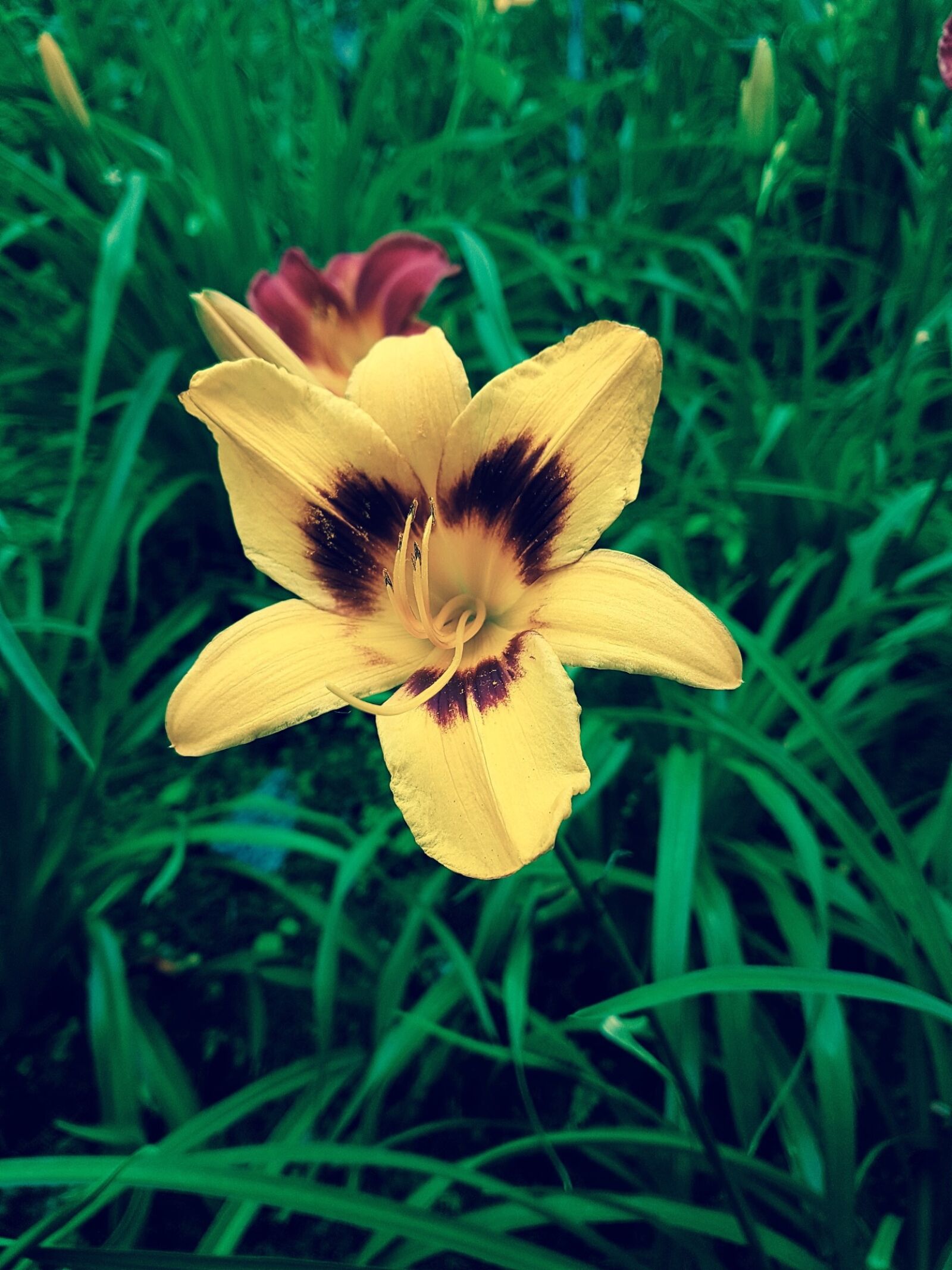Samsung Galaxy S7 Edge sample photo. Flower, nature, flora photography