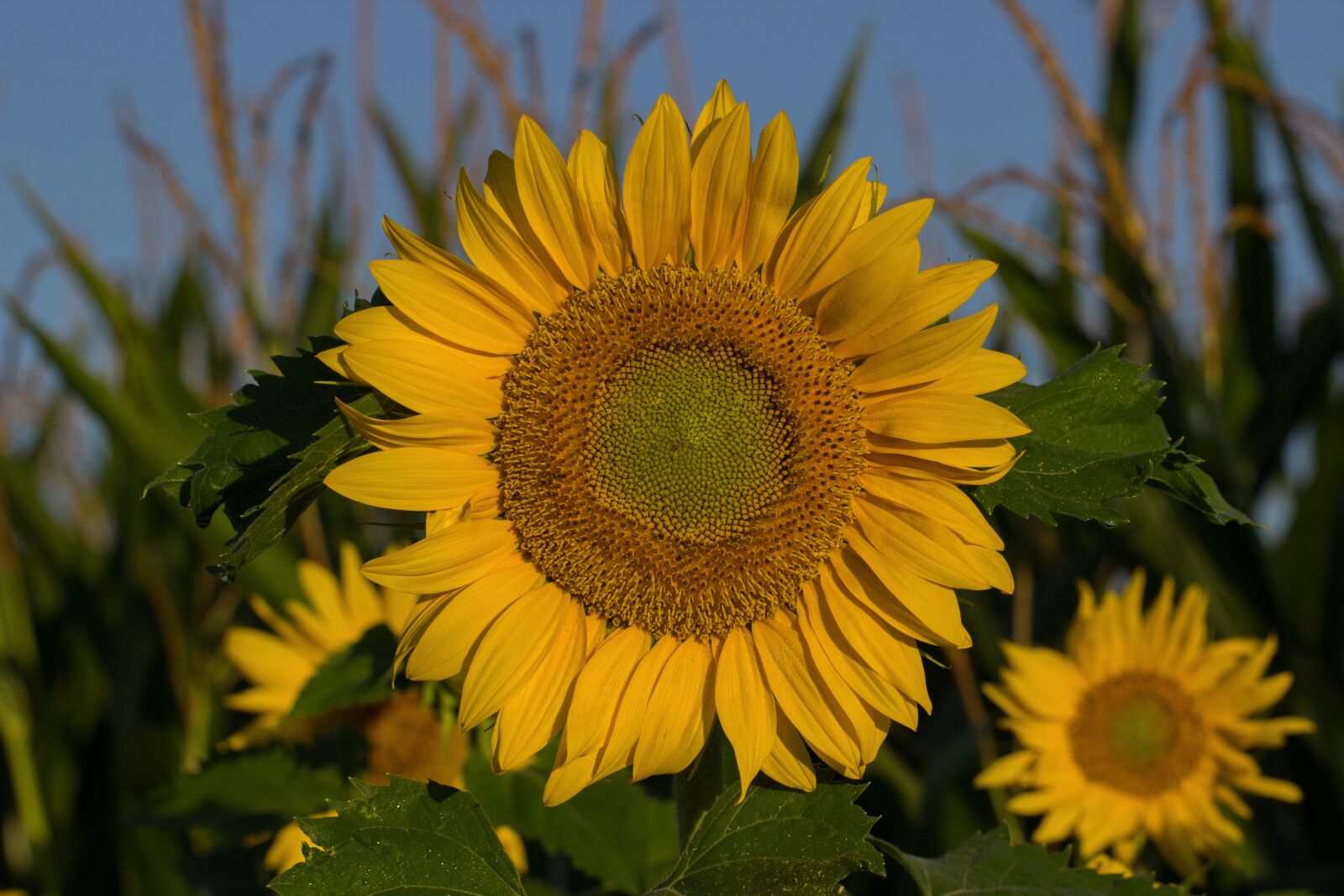 Canon EF 100mm F2.8L Macro IS USM sample photo. Sunflower, summer, sun photography