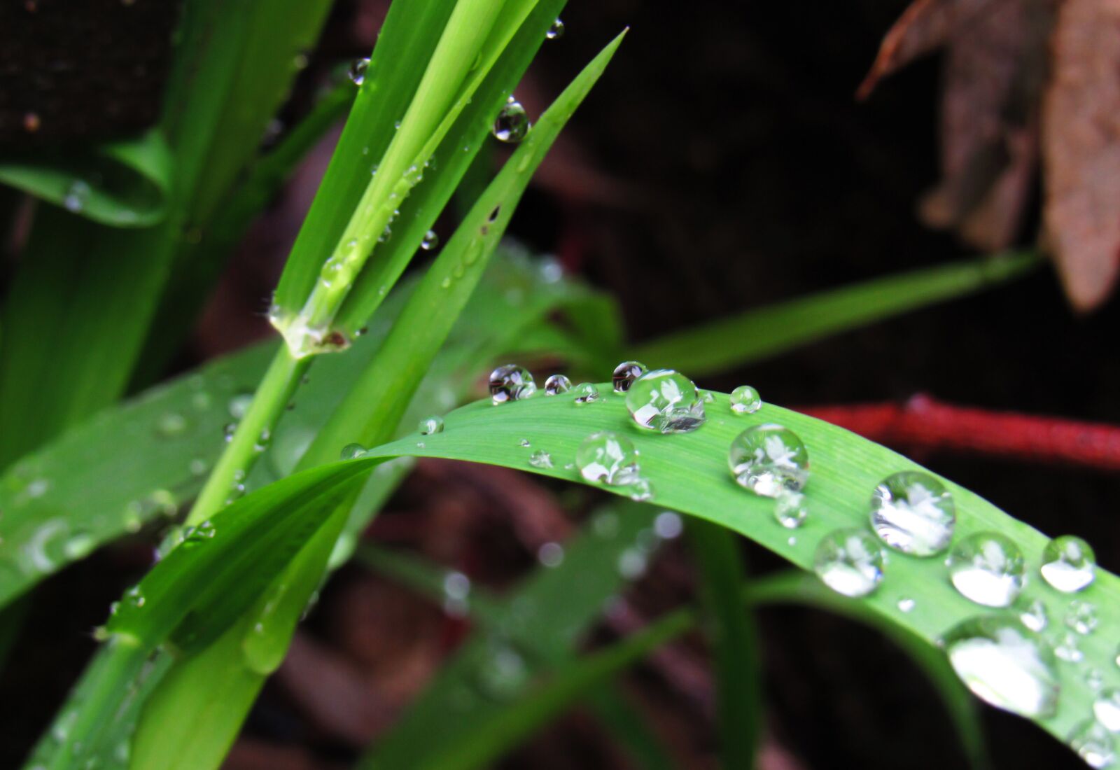 Canon PowerShot SX530 HS sample photo. Drops, raindrops, rain photography