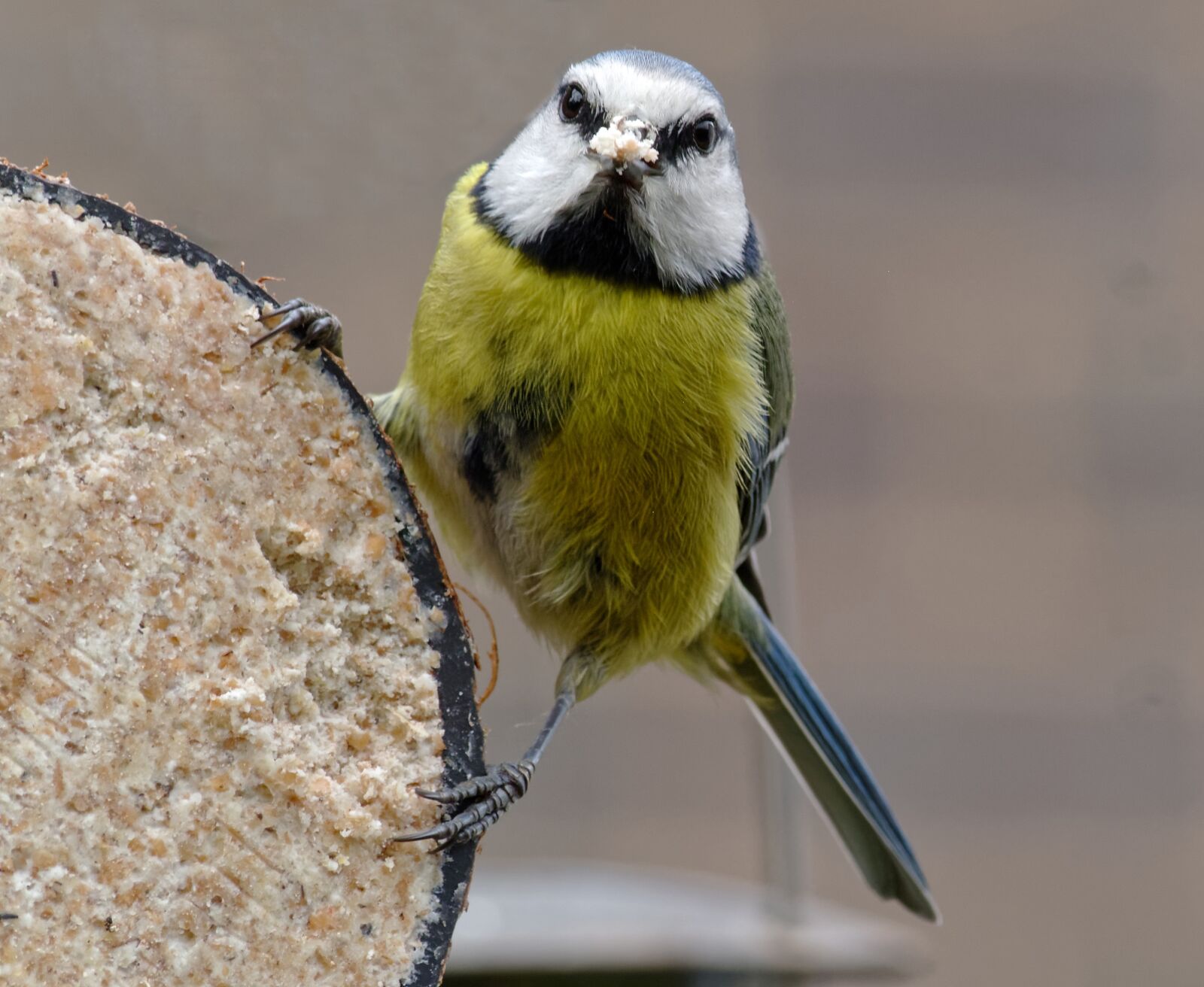 Panasonic Lumix DMC-G3 sample photo. Garden bird, watchful, natural photography