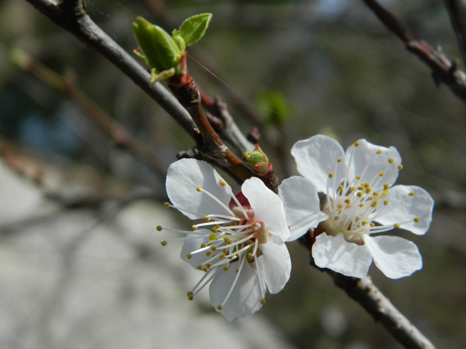 Nikon Coolpix L120 sample photo. Flower, spring, nature photography