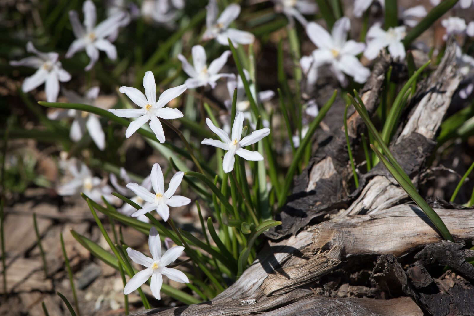 Nikon D750 sample photo. Star hyacinth, white, white photography