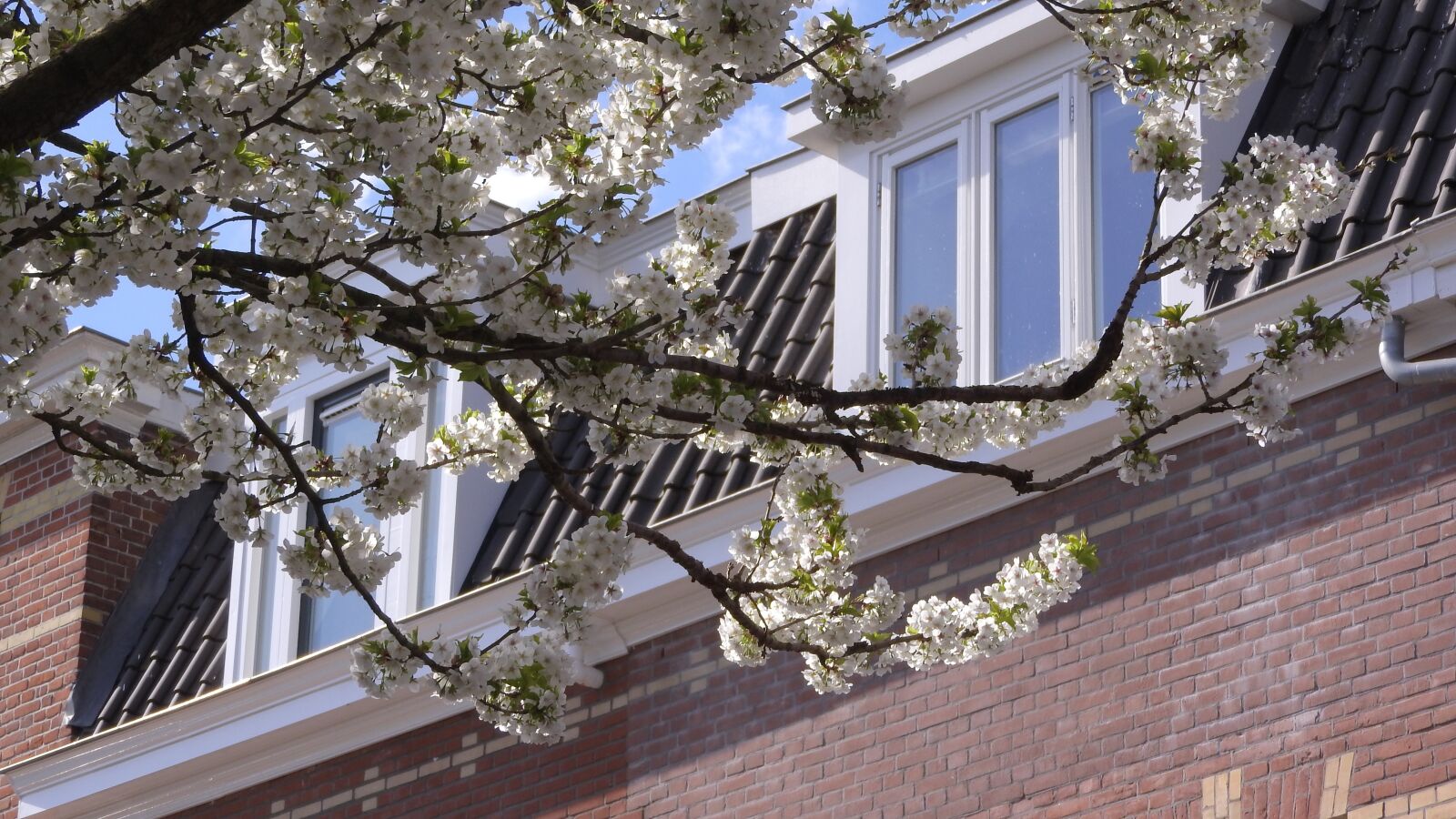 Nikon Coolpix P610 sample photo. Blooming cherries, brick house photography