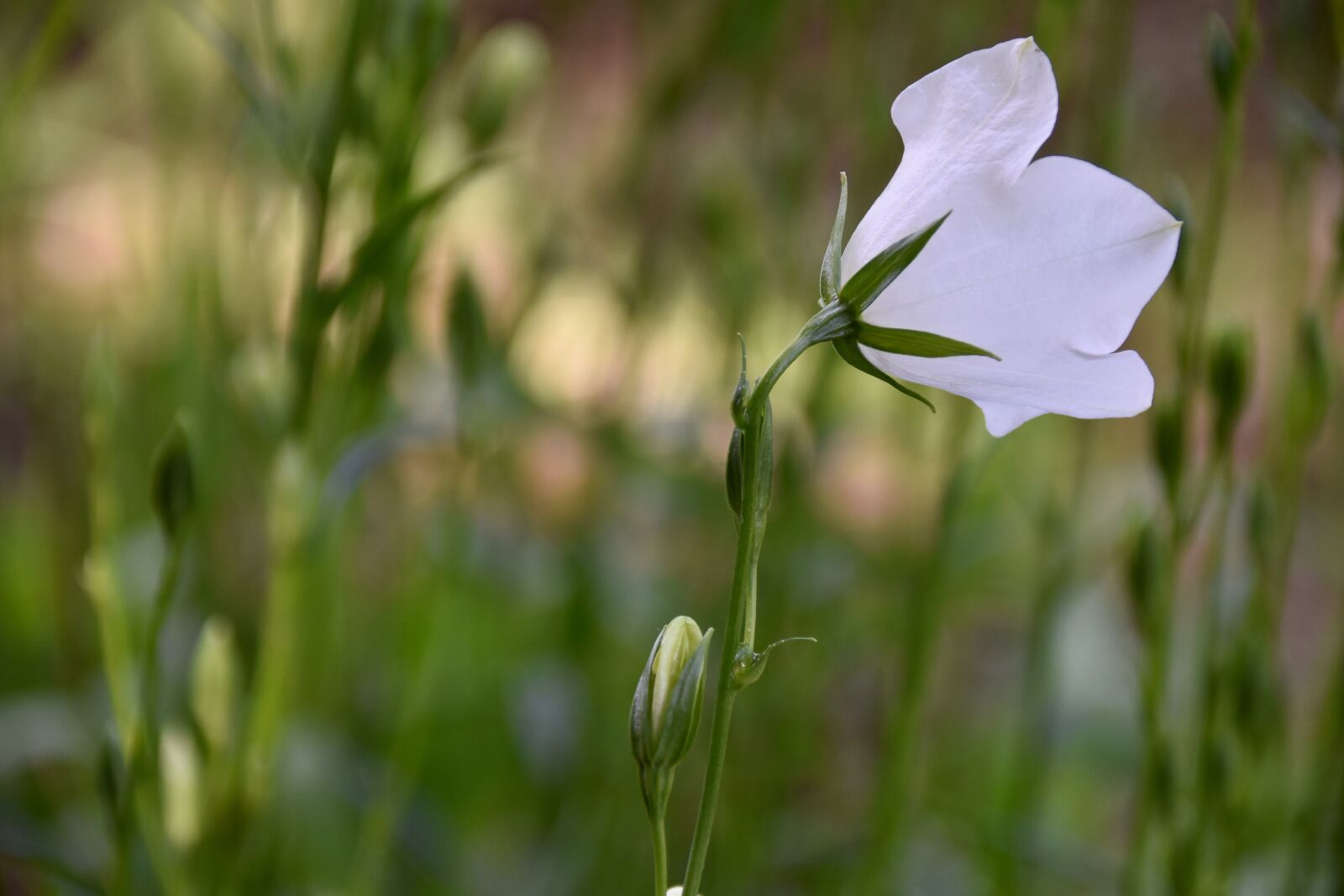Nikon D5600 sample photo. Flower, button flower, white photography
