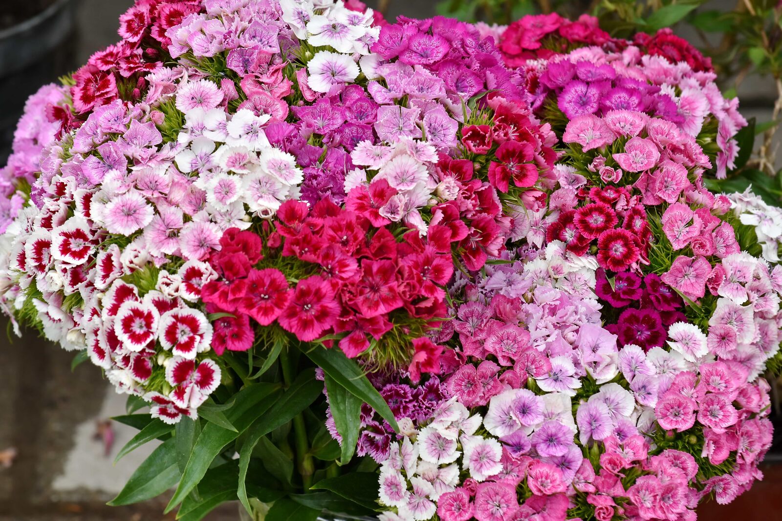 Nikon D5500 sample photo. Carnation, cluster, flora, petal photography